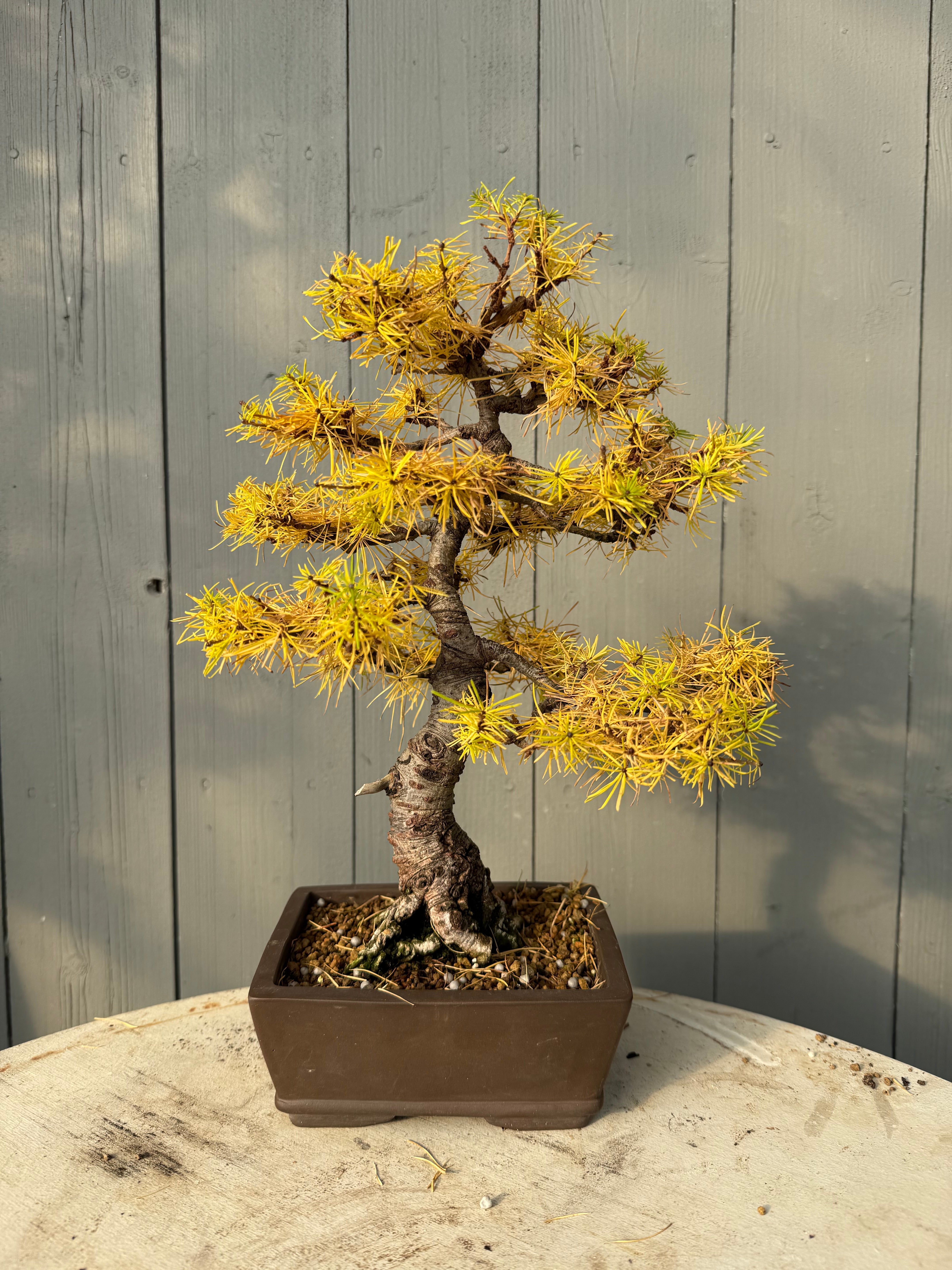 Larches