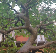 Elms