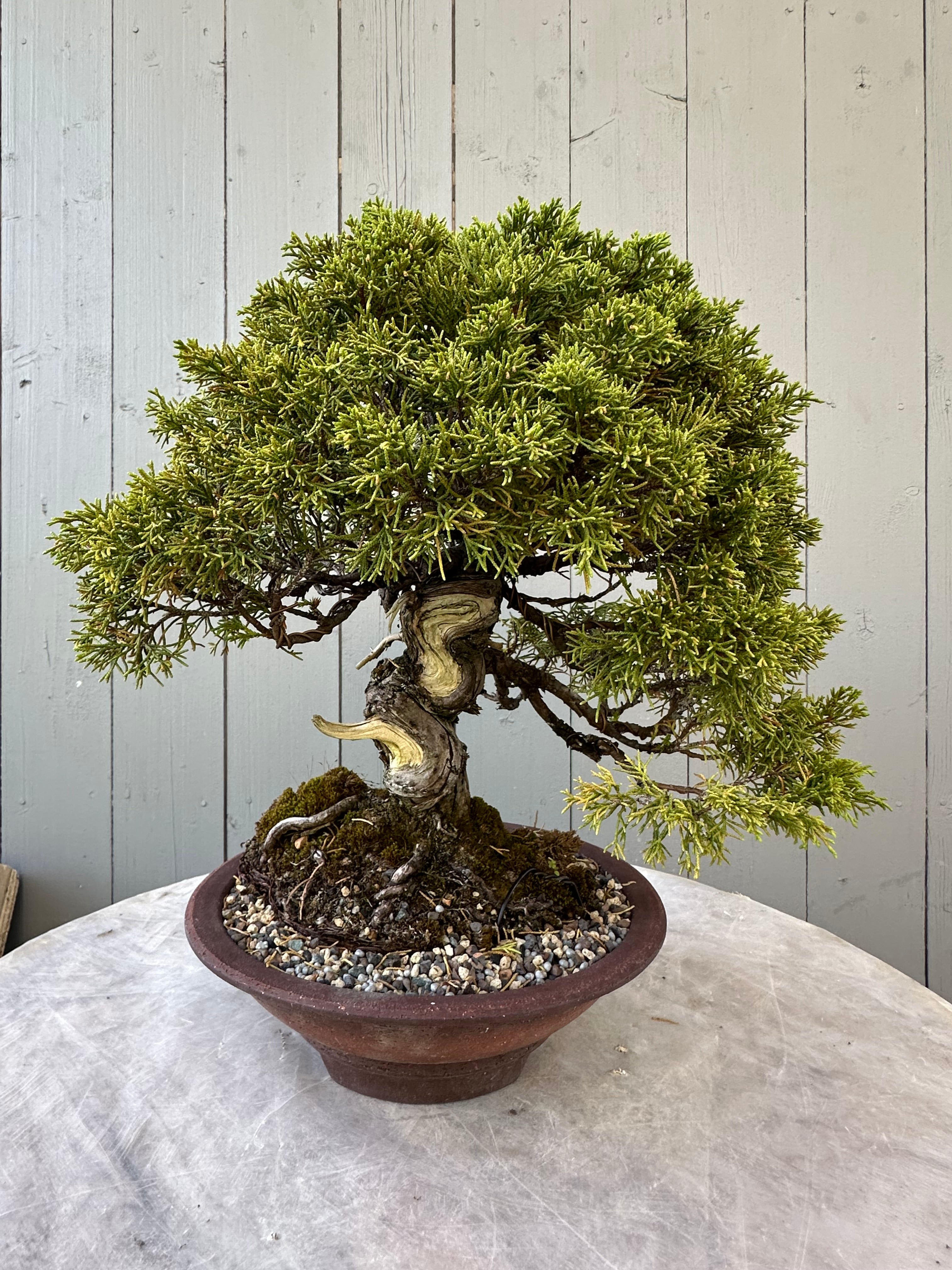Junipers
