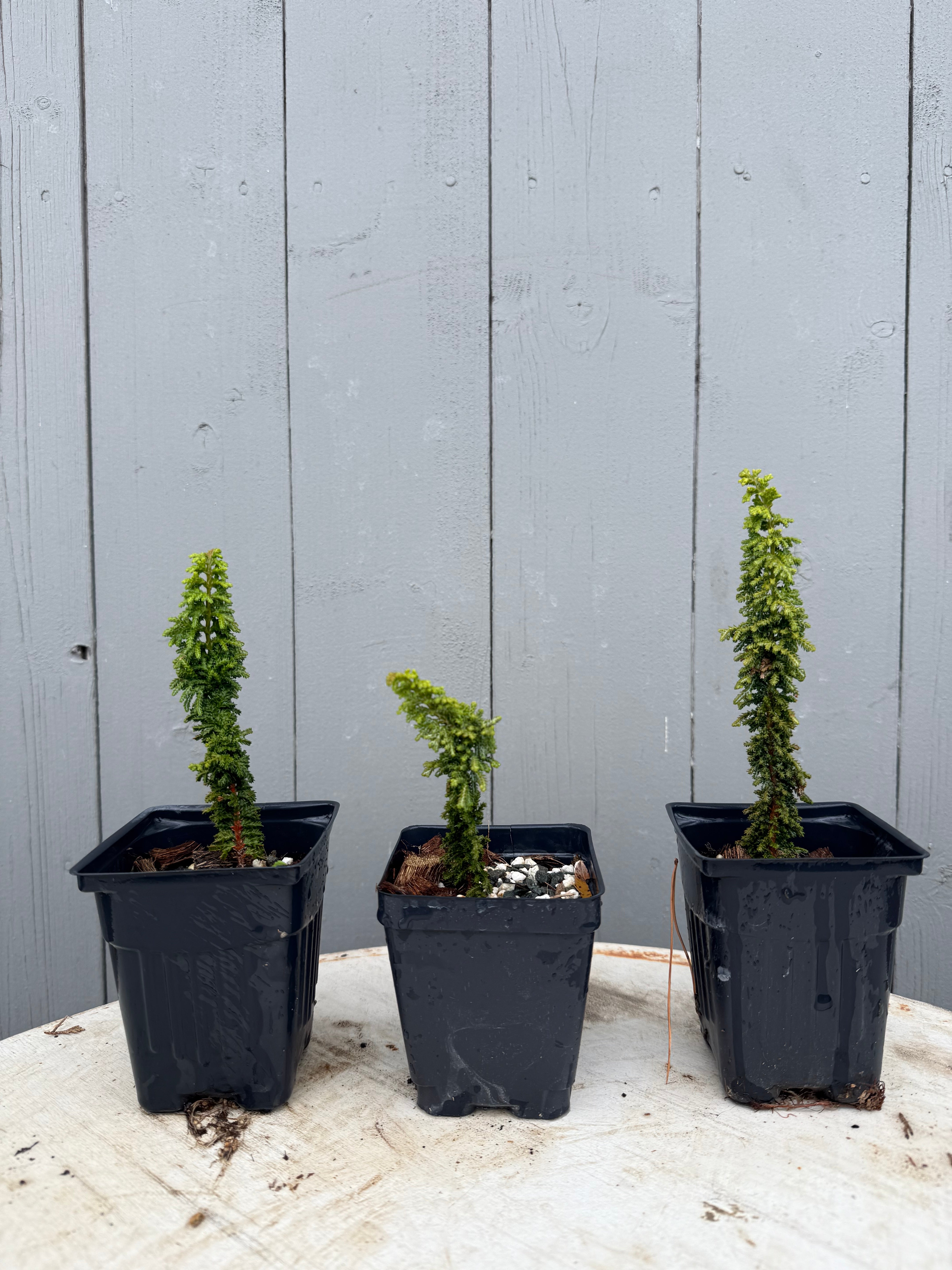 Other Conifers
