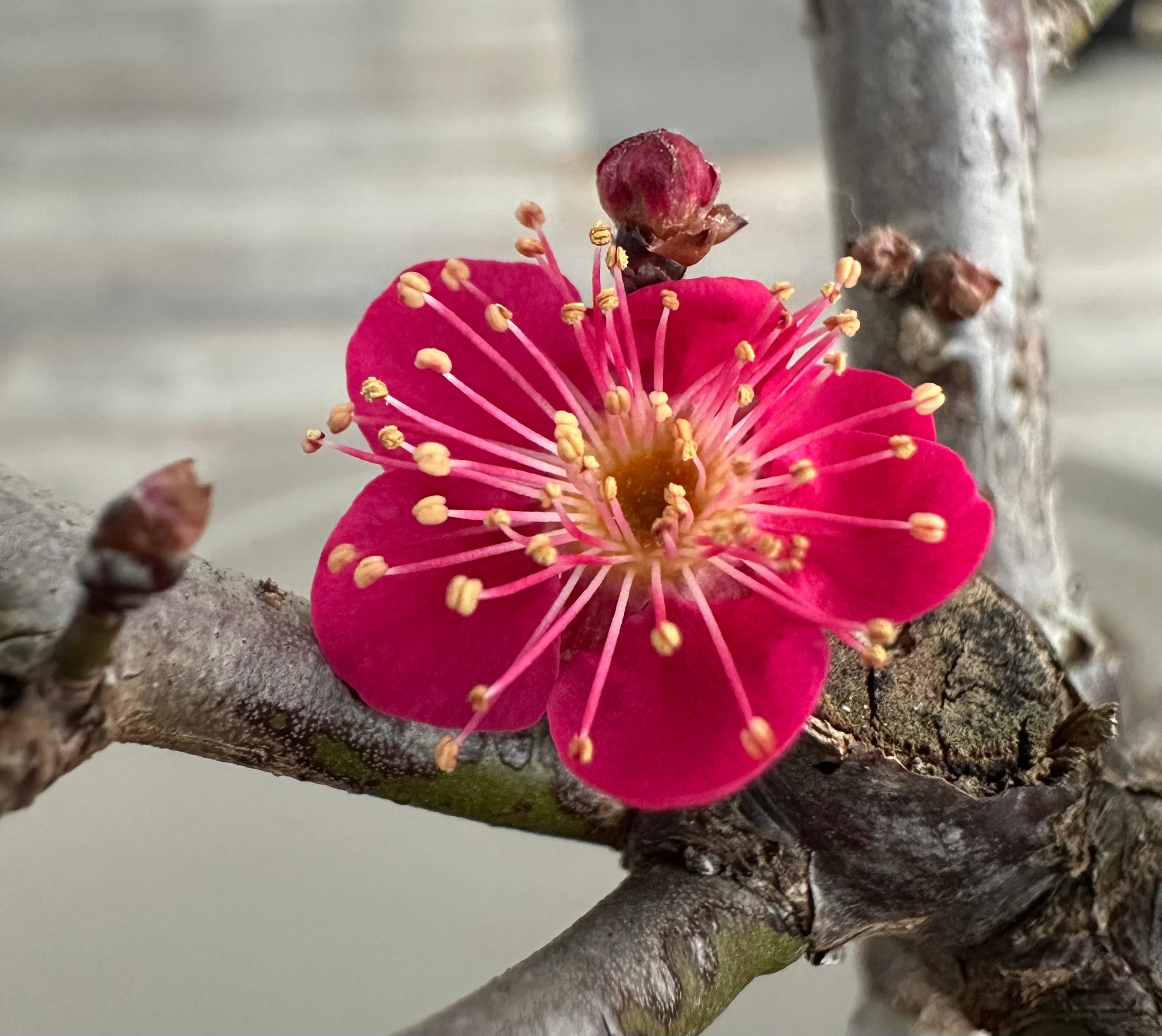 Flowering Apricots