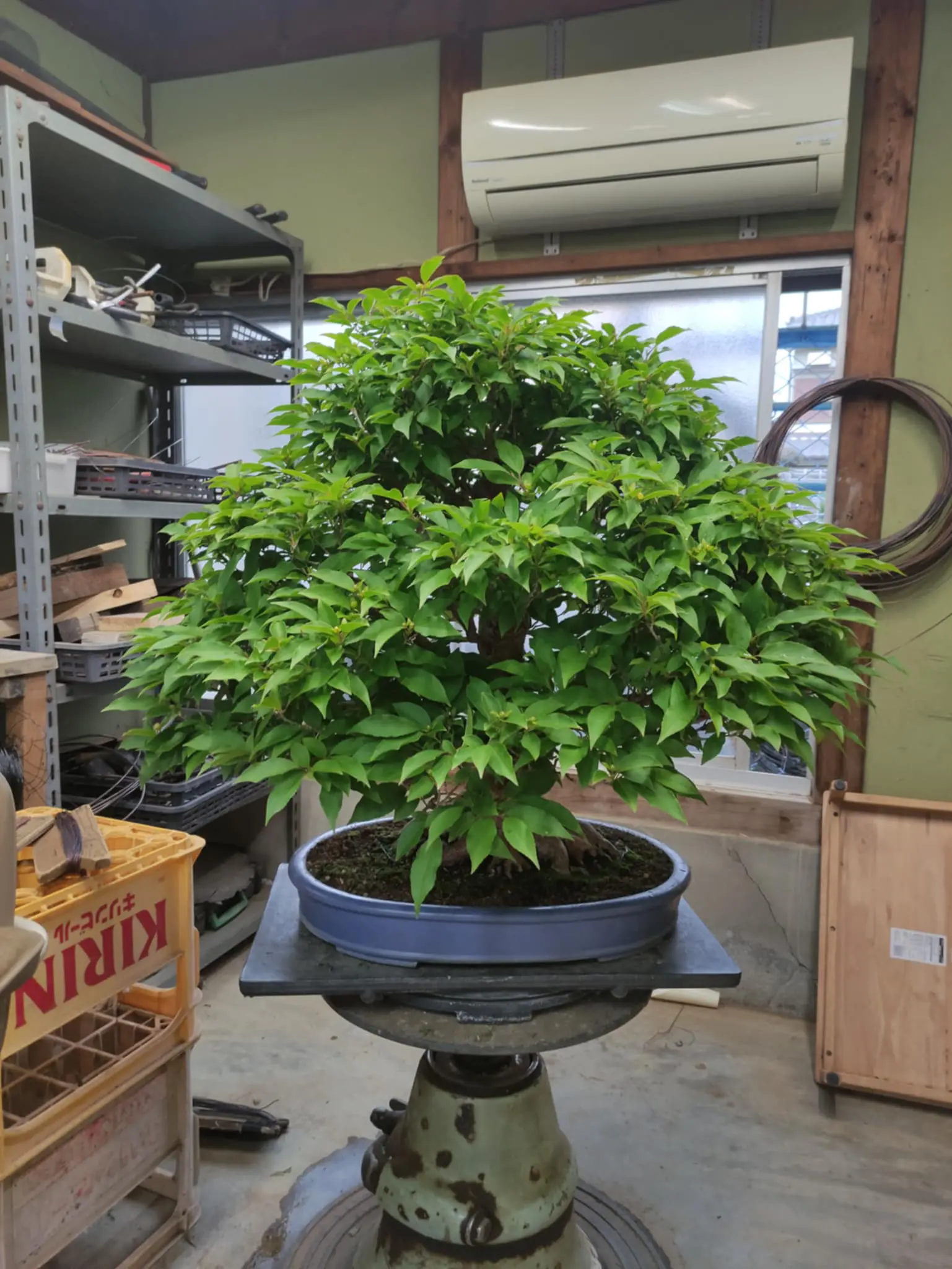 Stewartia monadelpha Canada Bonsai