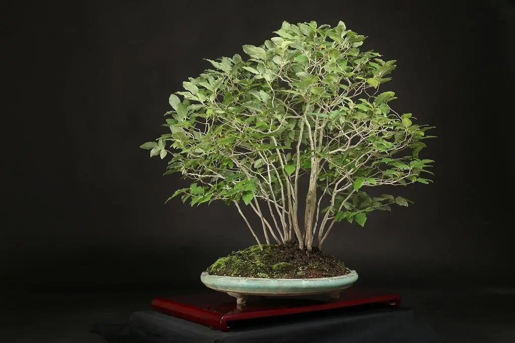 Lindera glauca Canada Bonsai