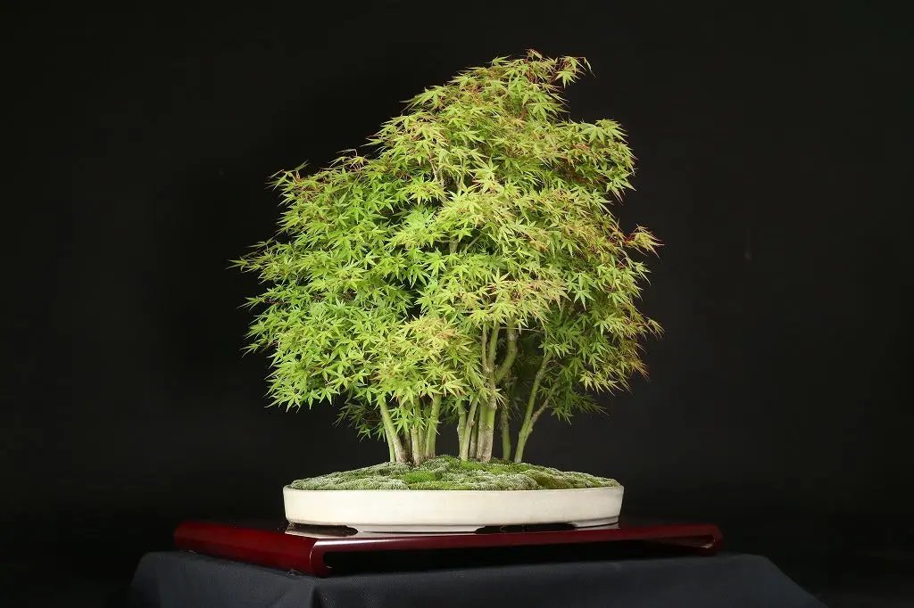 Acer palmatum 'Yukihime' Canada Bonsai