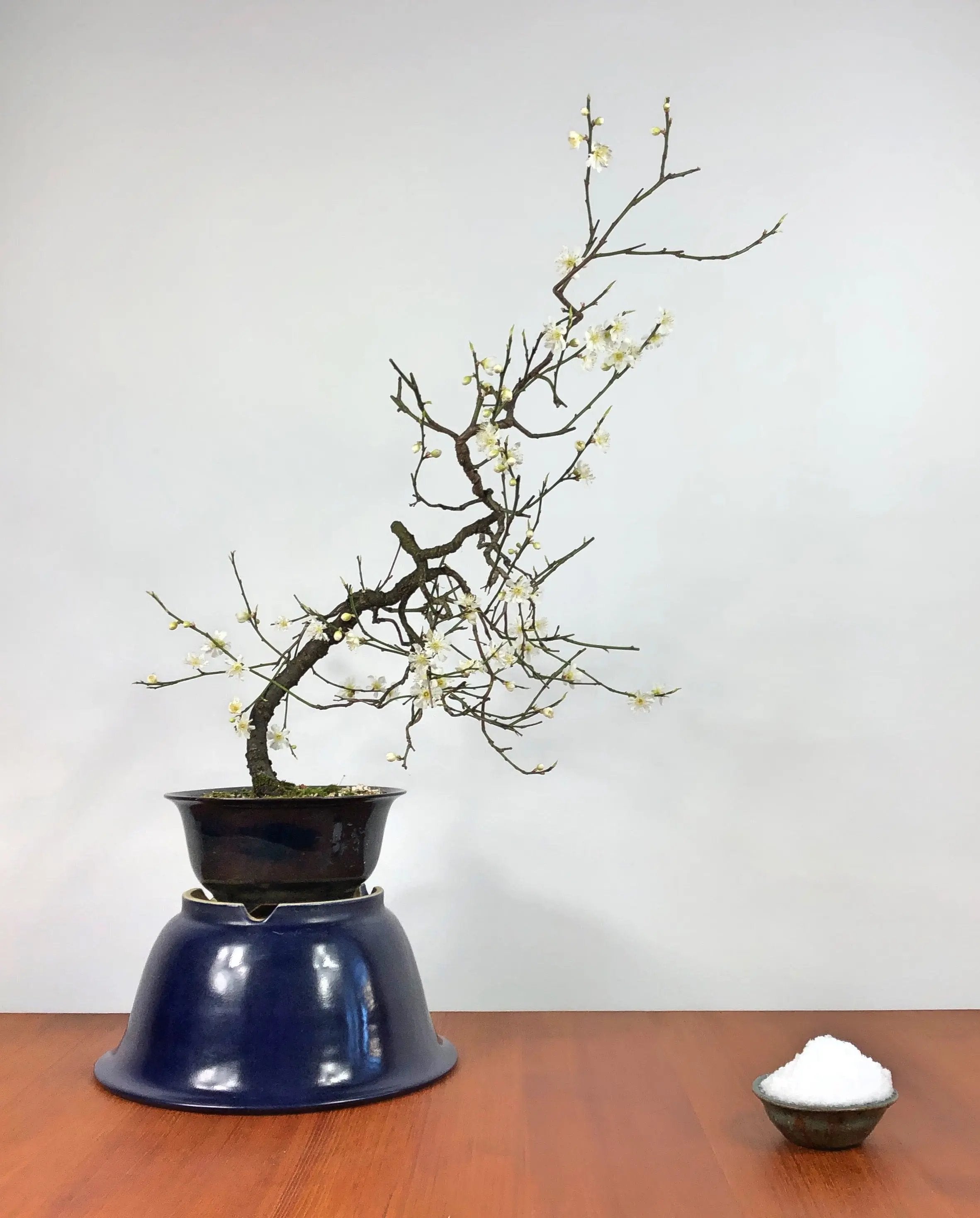 Prunus mume #4 'Yabai' Canada Bonsai
