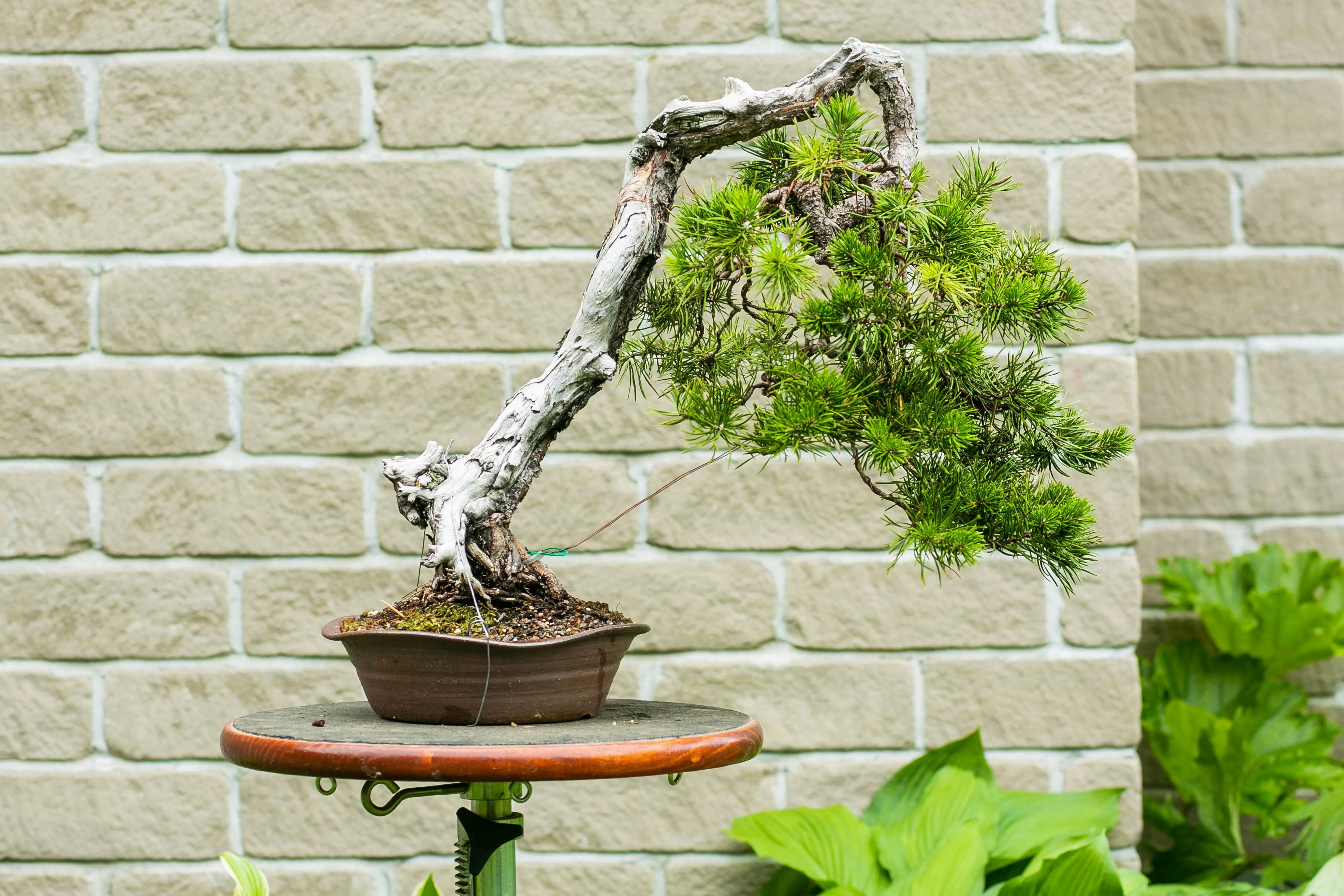 Pinus banksiana Canada Bonsai