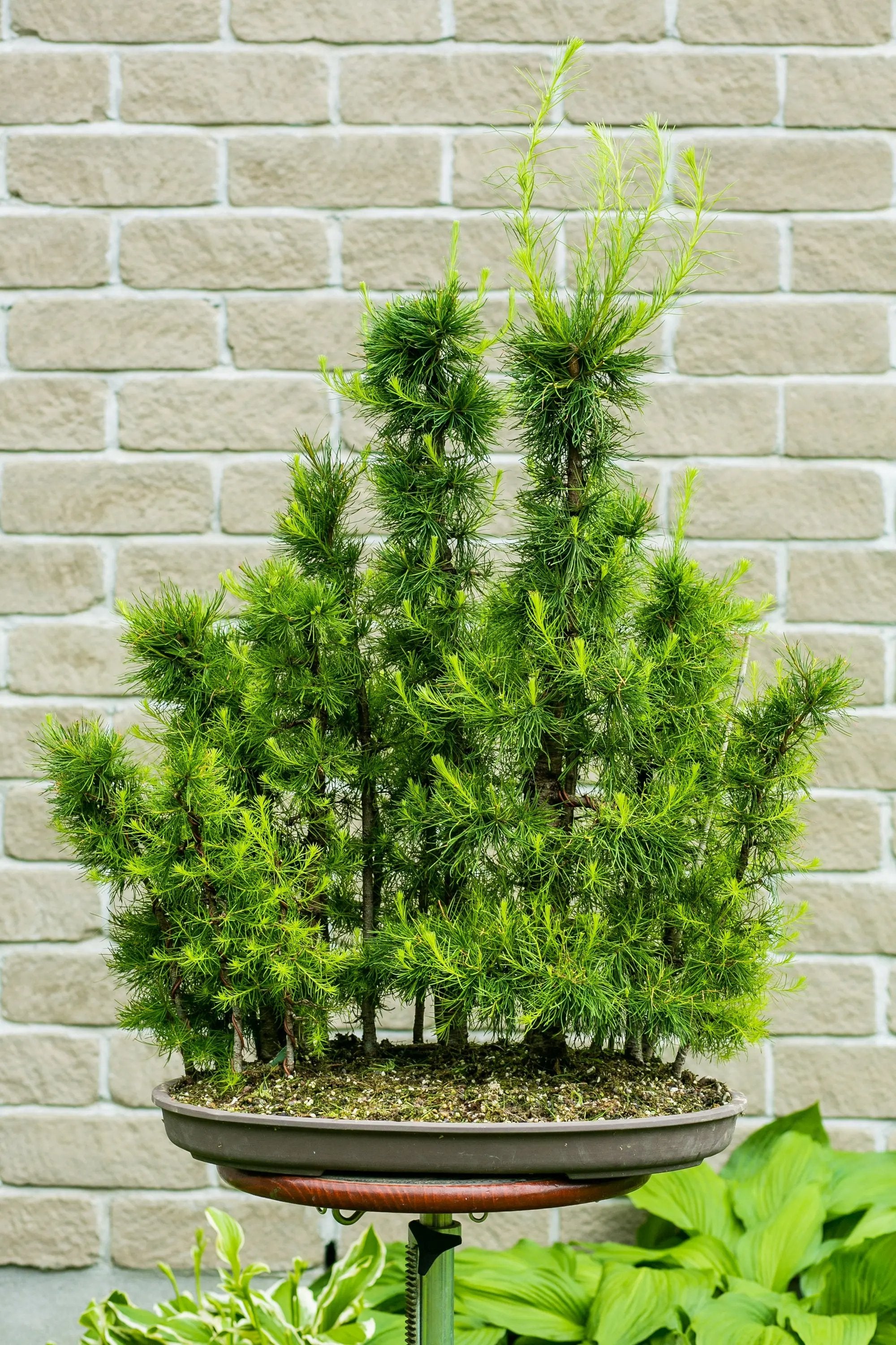 Larix laricina Canada Bonsai