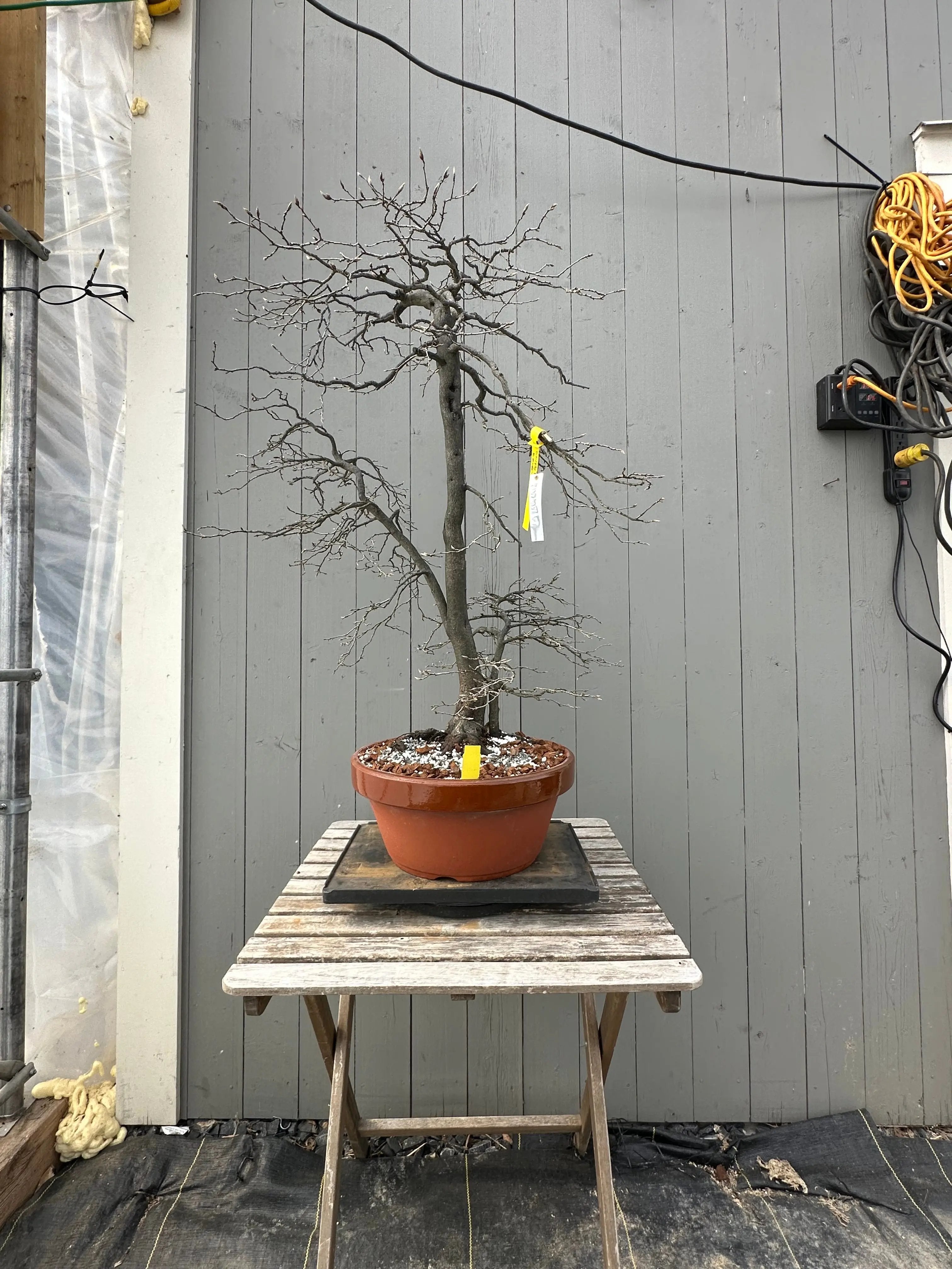 Diospyros rhombifolia #29 'Kimamori' Canada Bonsai