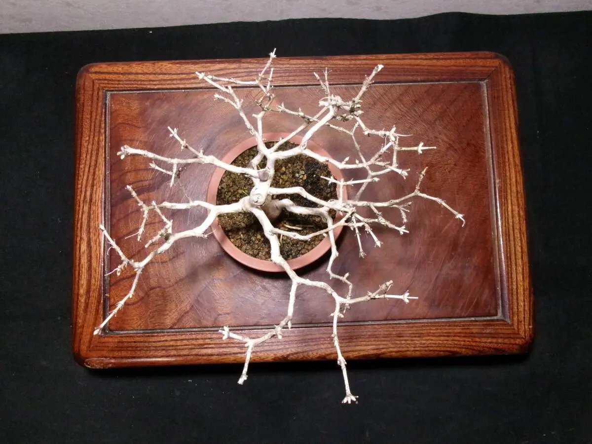 Lonicera gracilipes Canada Bonsai