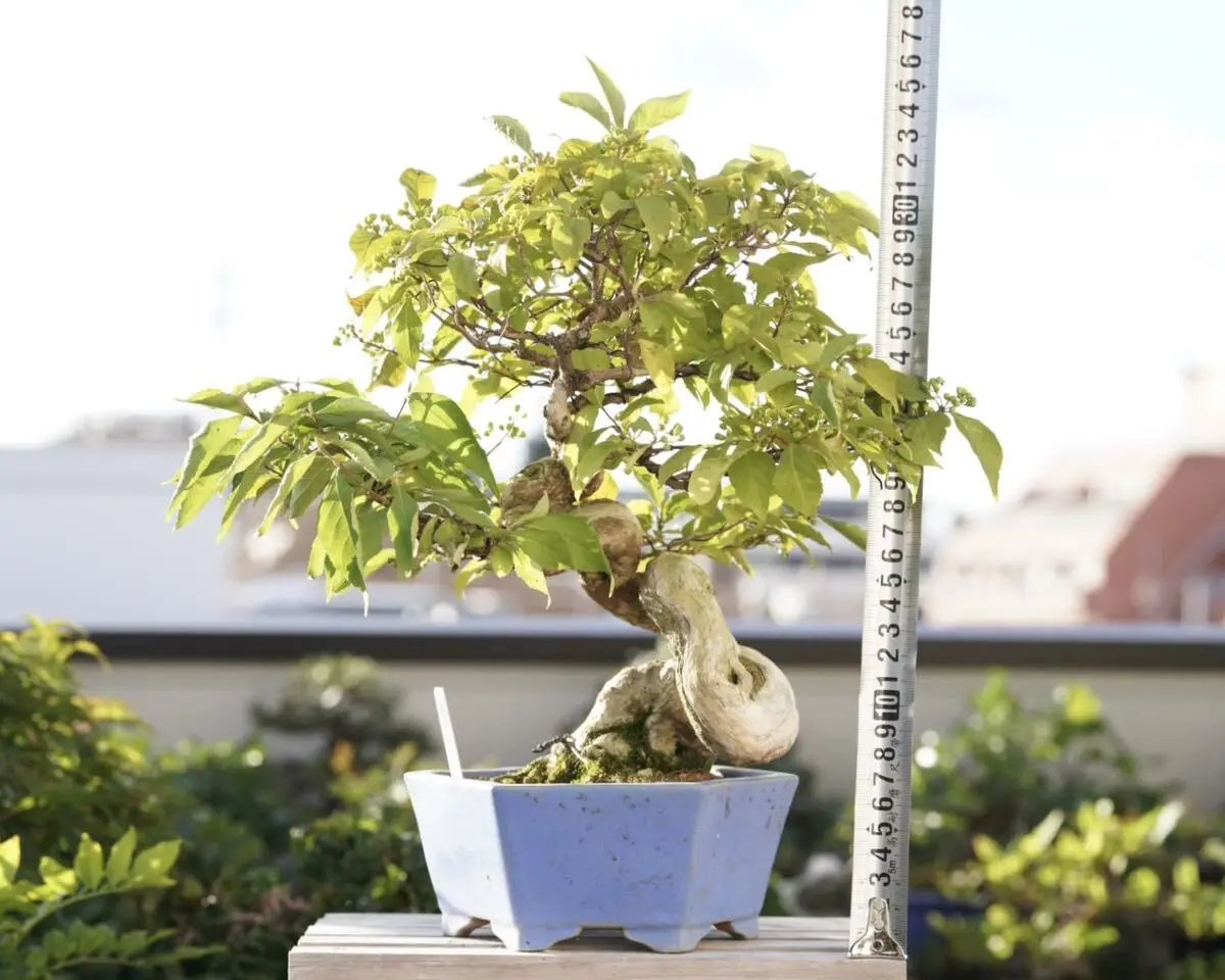 Callicarpa japonica Canada Bonsai