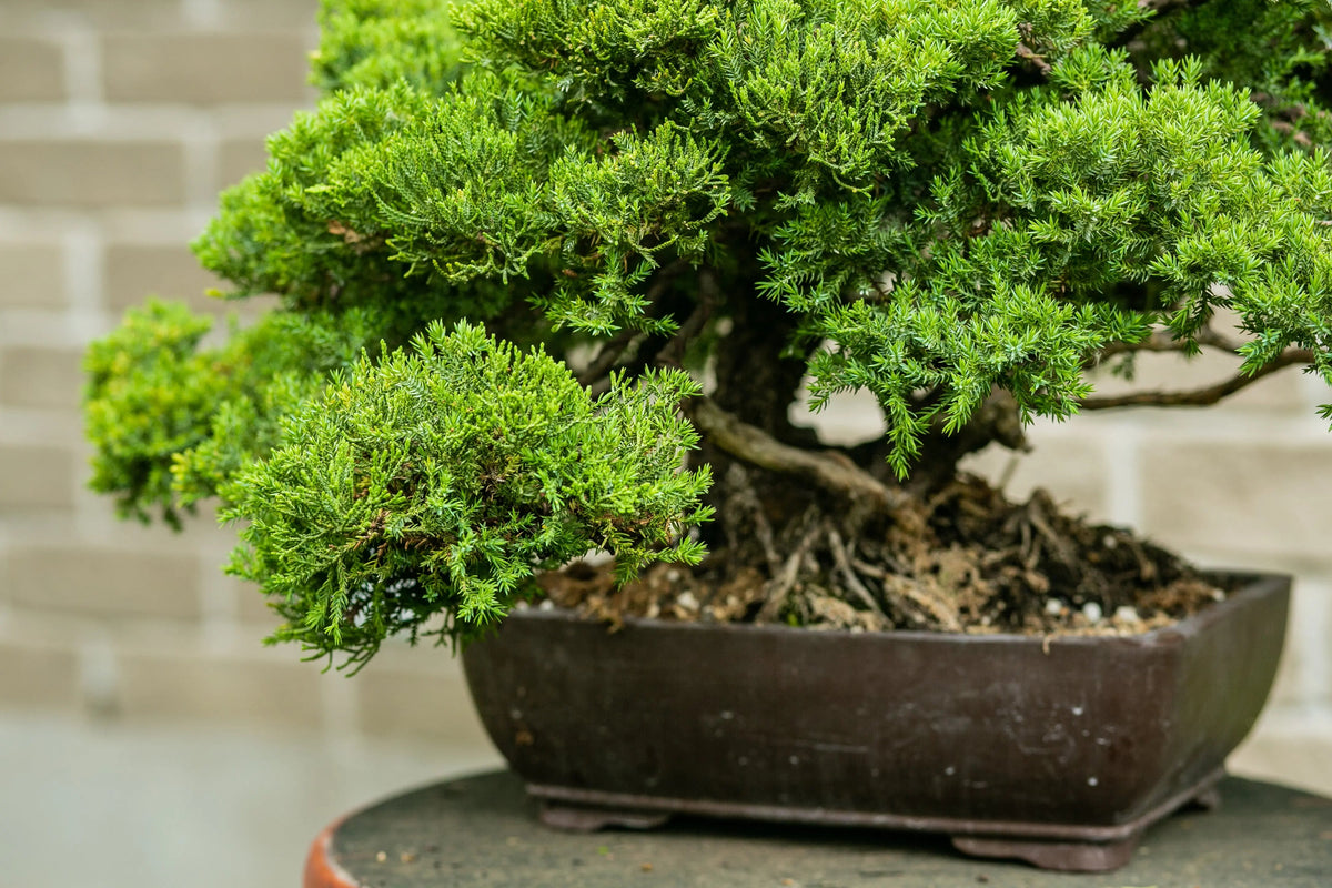 Juniperus procumbens Canada Bonsai