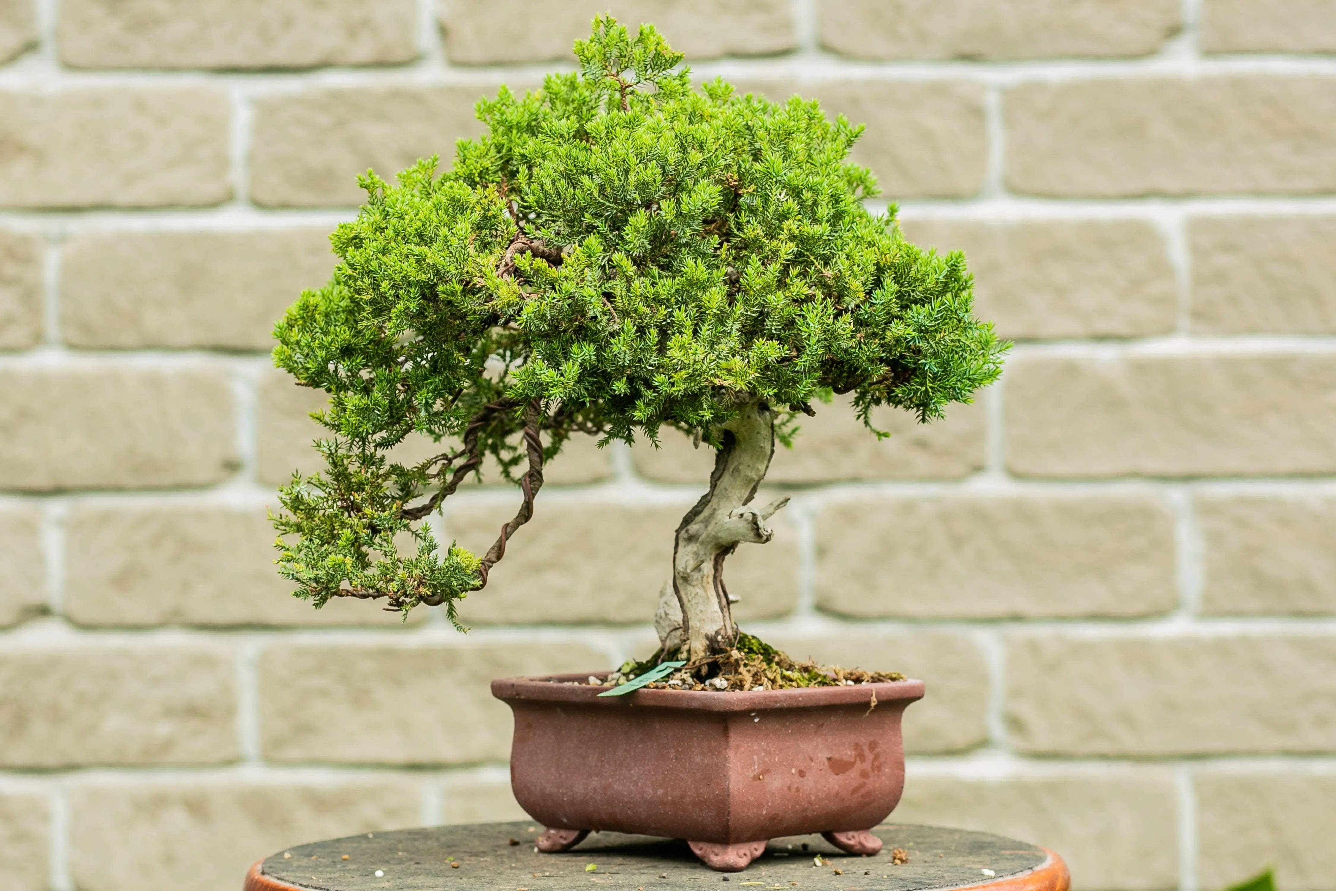 Juniperus procumbens Canada Bonsai