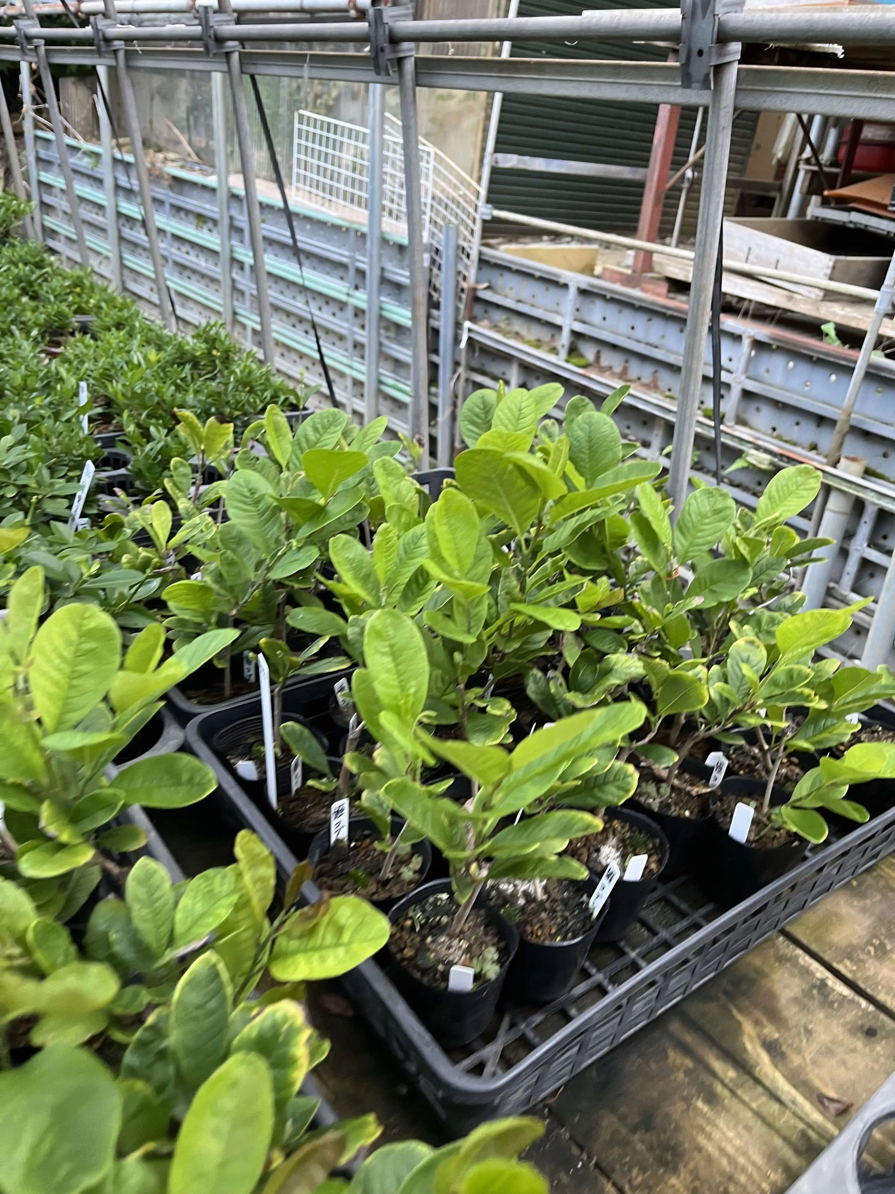Magnolia kobus (dwarf) Canada Bonsai