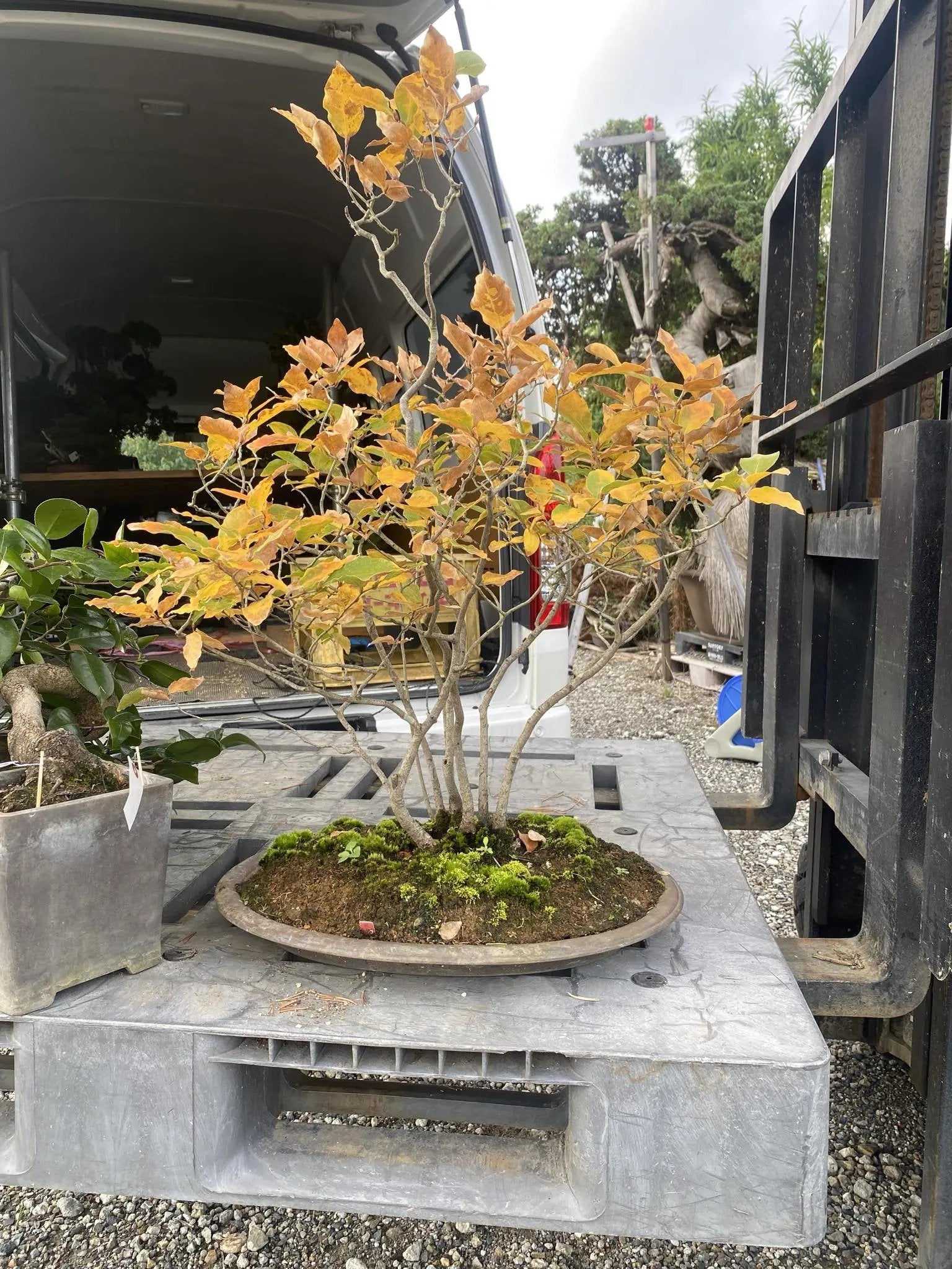 Lindera glauca Canada Bonsai