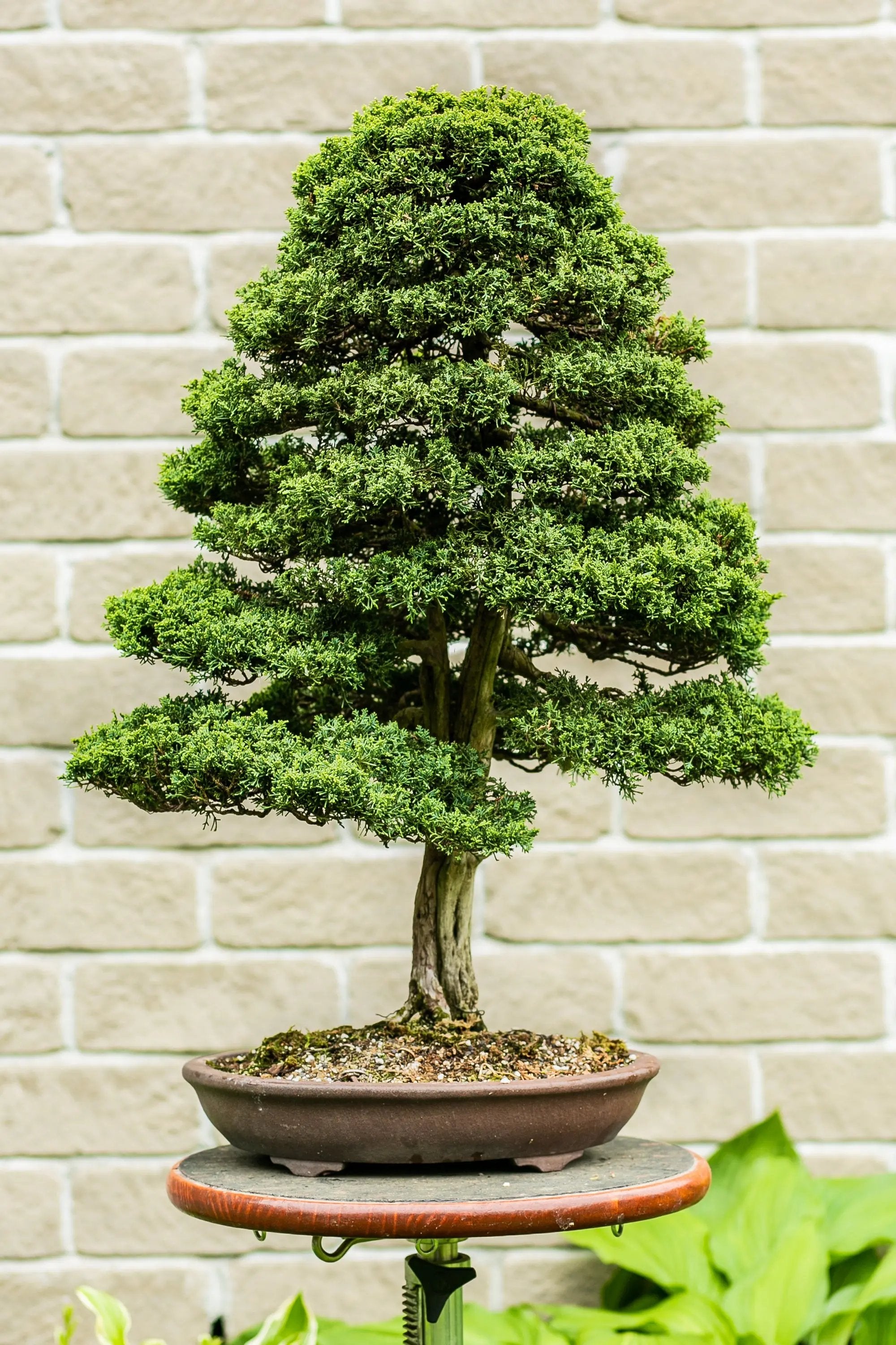 Juniperus Chinensis 'Blaauw' Canada Bonsai