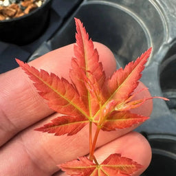 Érable palmé