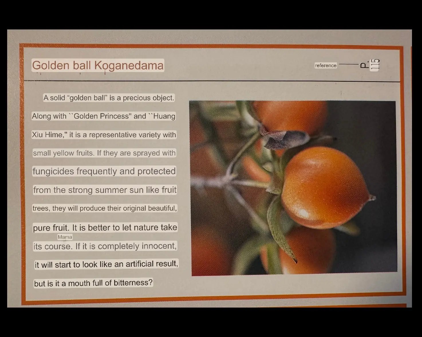 Diopsyros rhombifolia 'Koganedama' Canada Bonsai