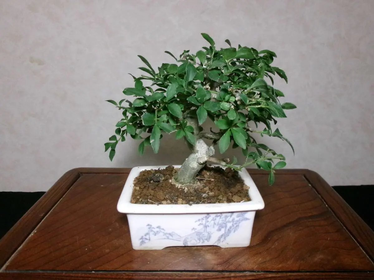 Euonymus Canada Bonsai