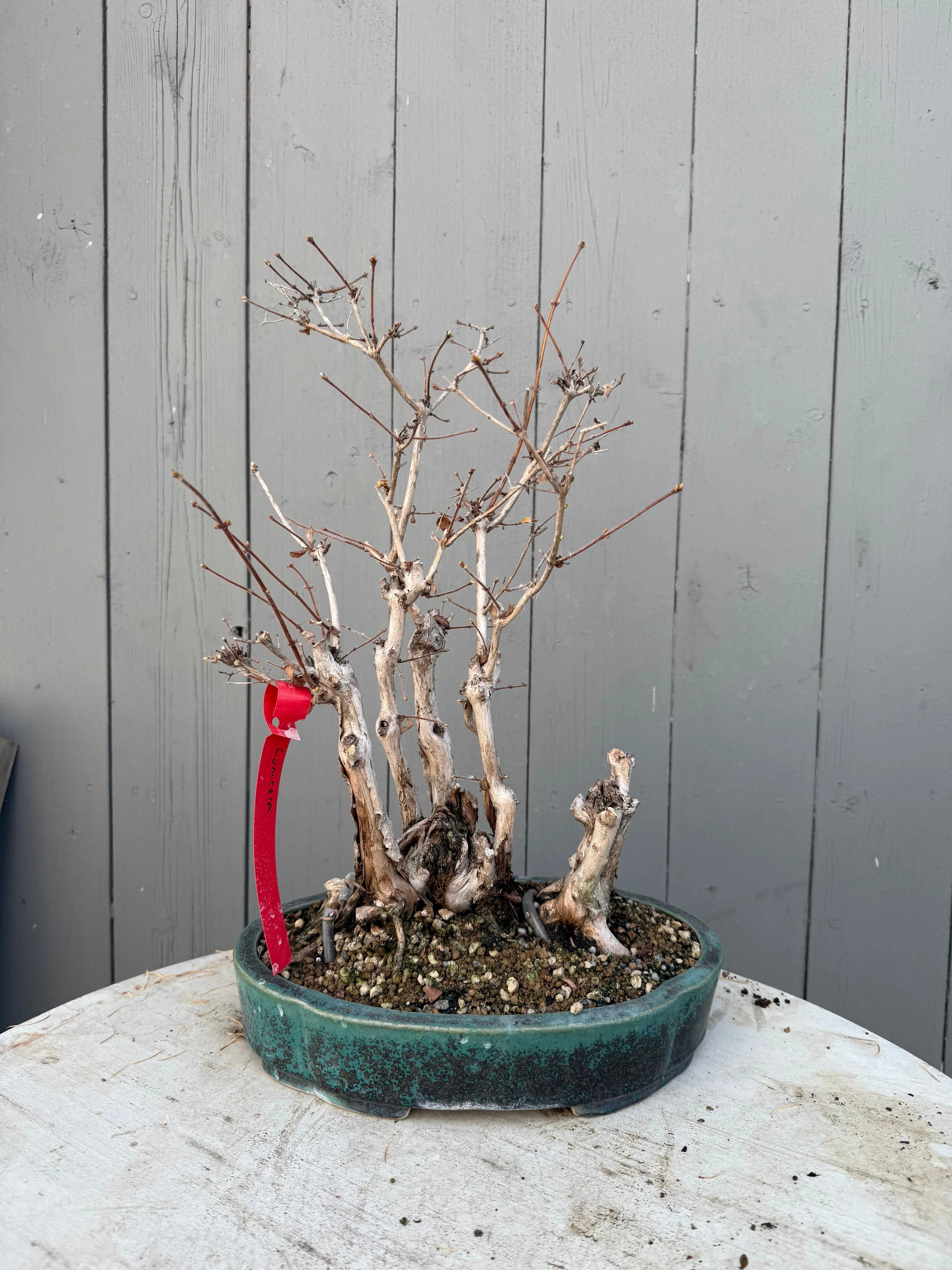 Lonicera gracilipes Canada Bonsai