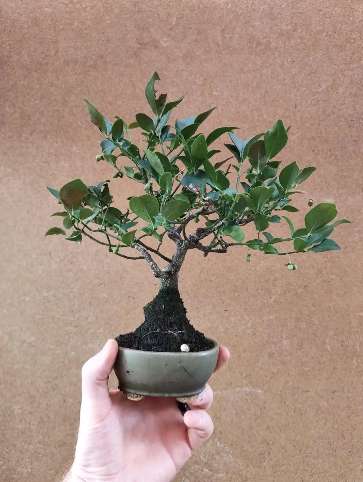 Euonymus Canada Bonsai