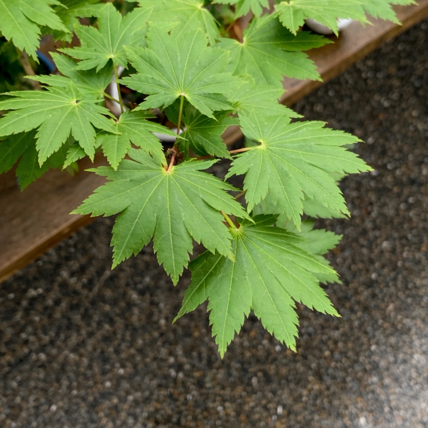 Acer tenuifolium 'Kohauchiwa' (3 unités)
