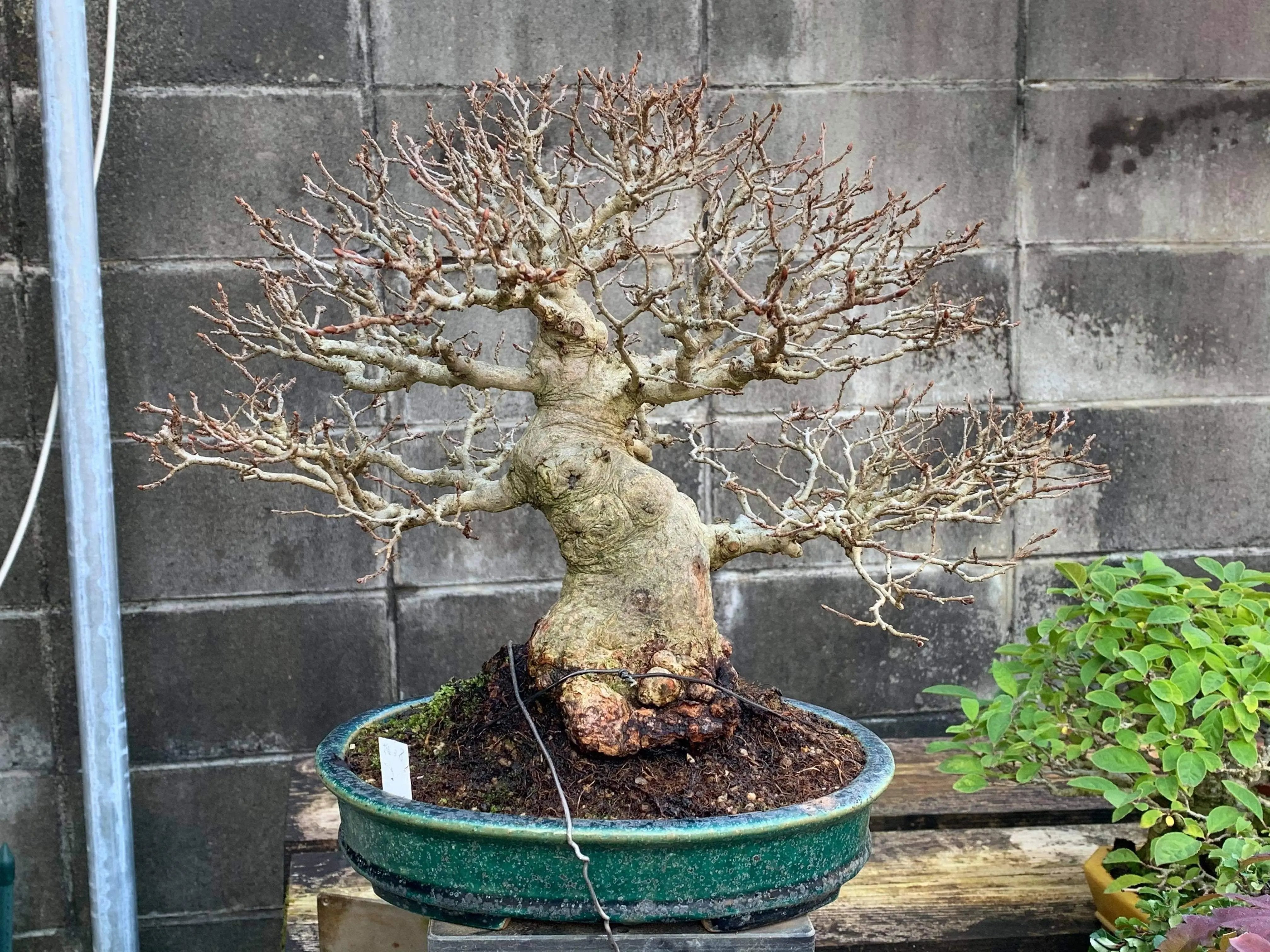Carpinus turczaninowii Canada Bonsai