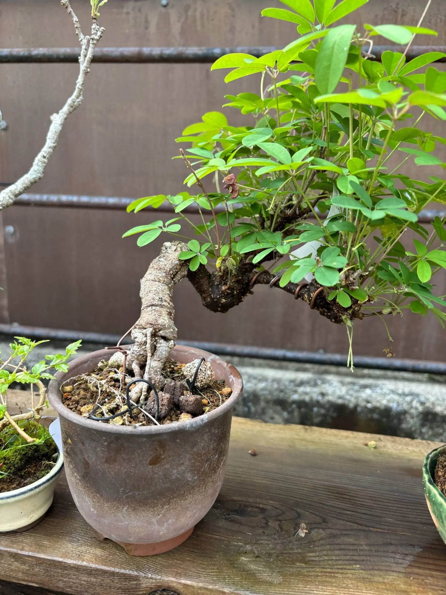 Akebia quinata Canada Bonsai