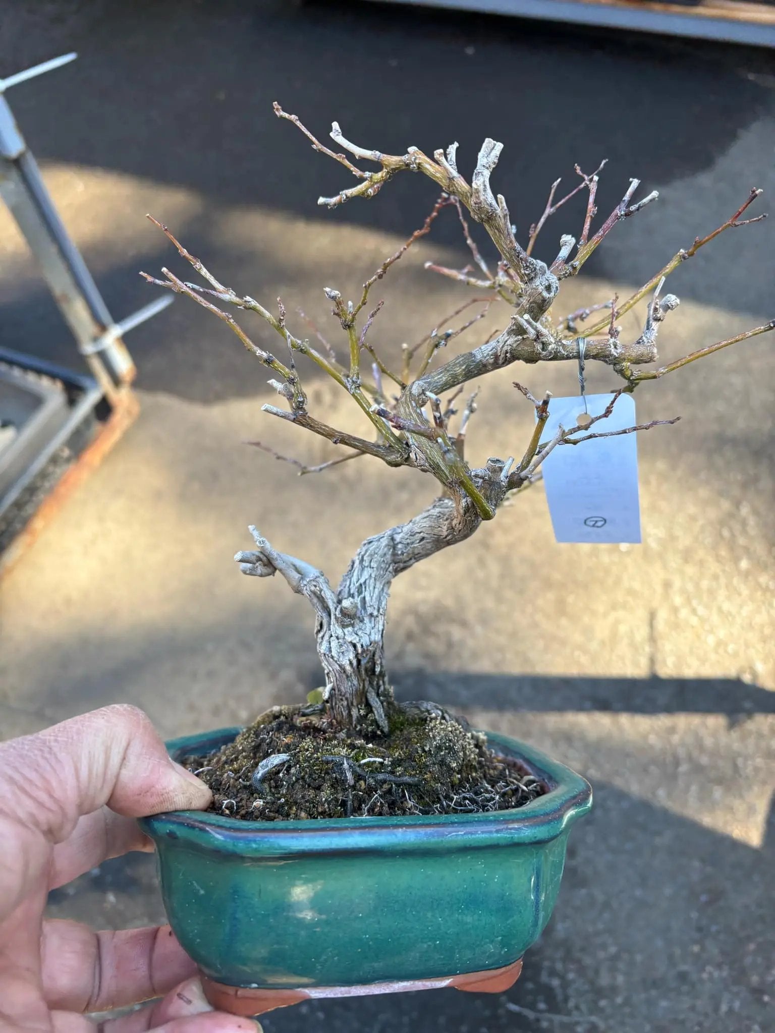 Berchemia racemosa Canada Bonsai