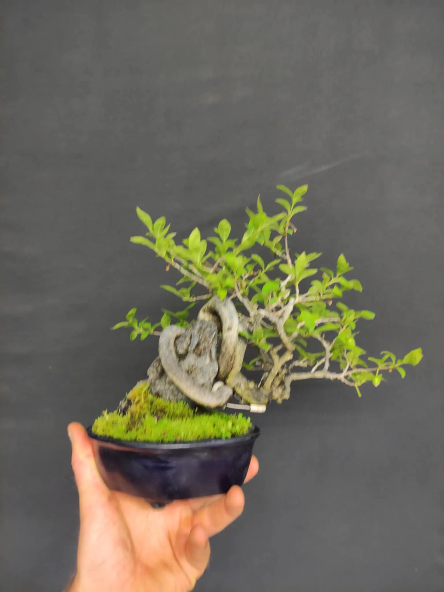 Diospyros rhombifolia Canada Bonsai