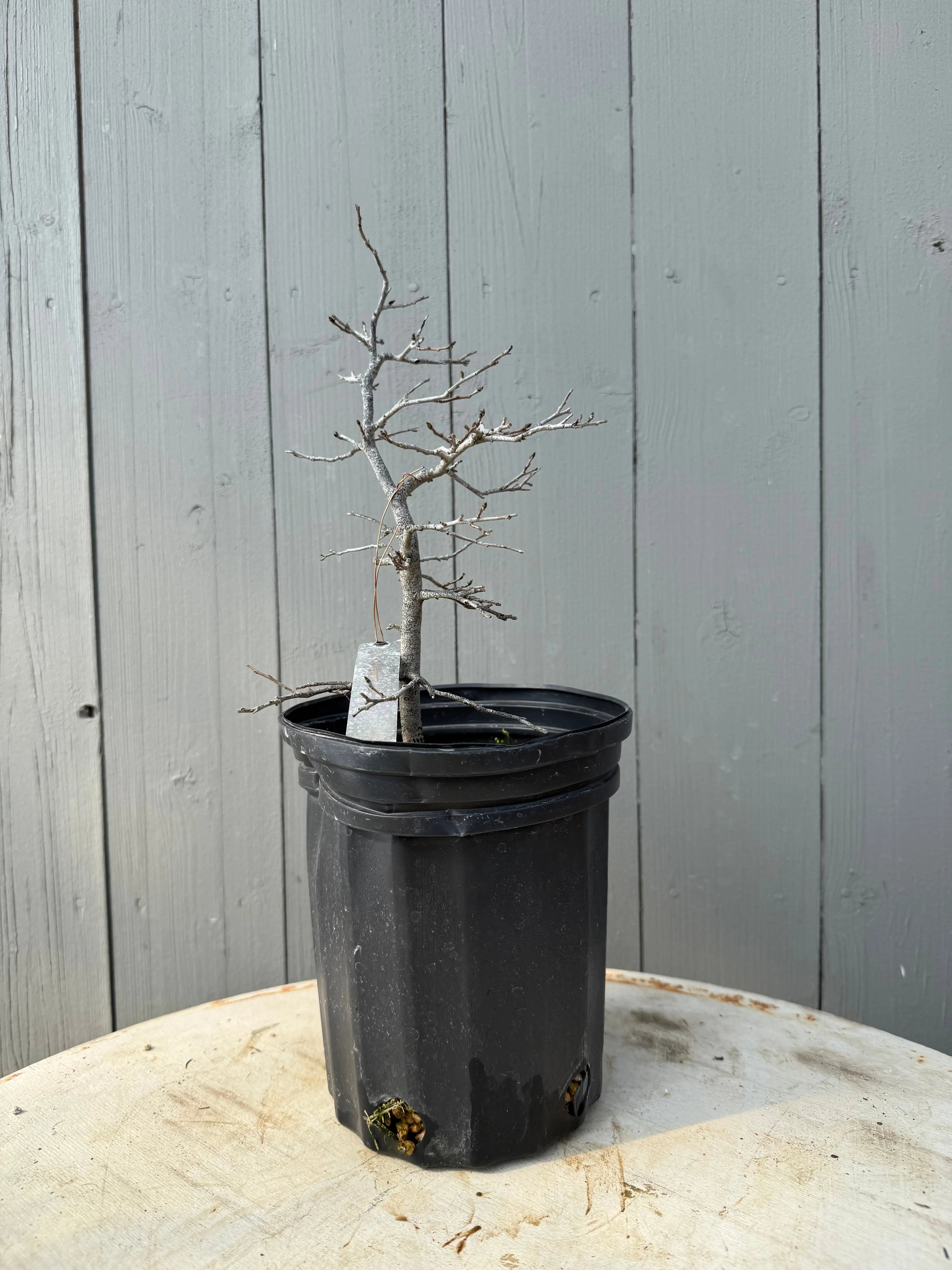 Diospyros rhombifolia ‘Akakarasu’ Canada Bonsai
