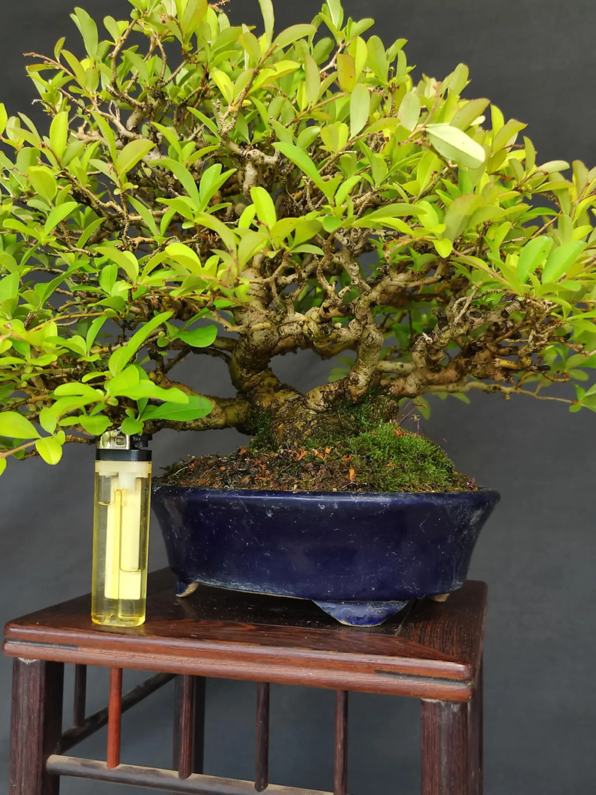 Ligustrum obtusifolium Canada Bonsai