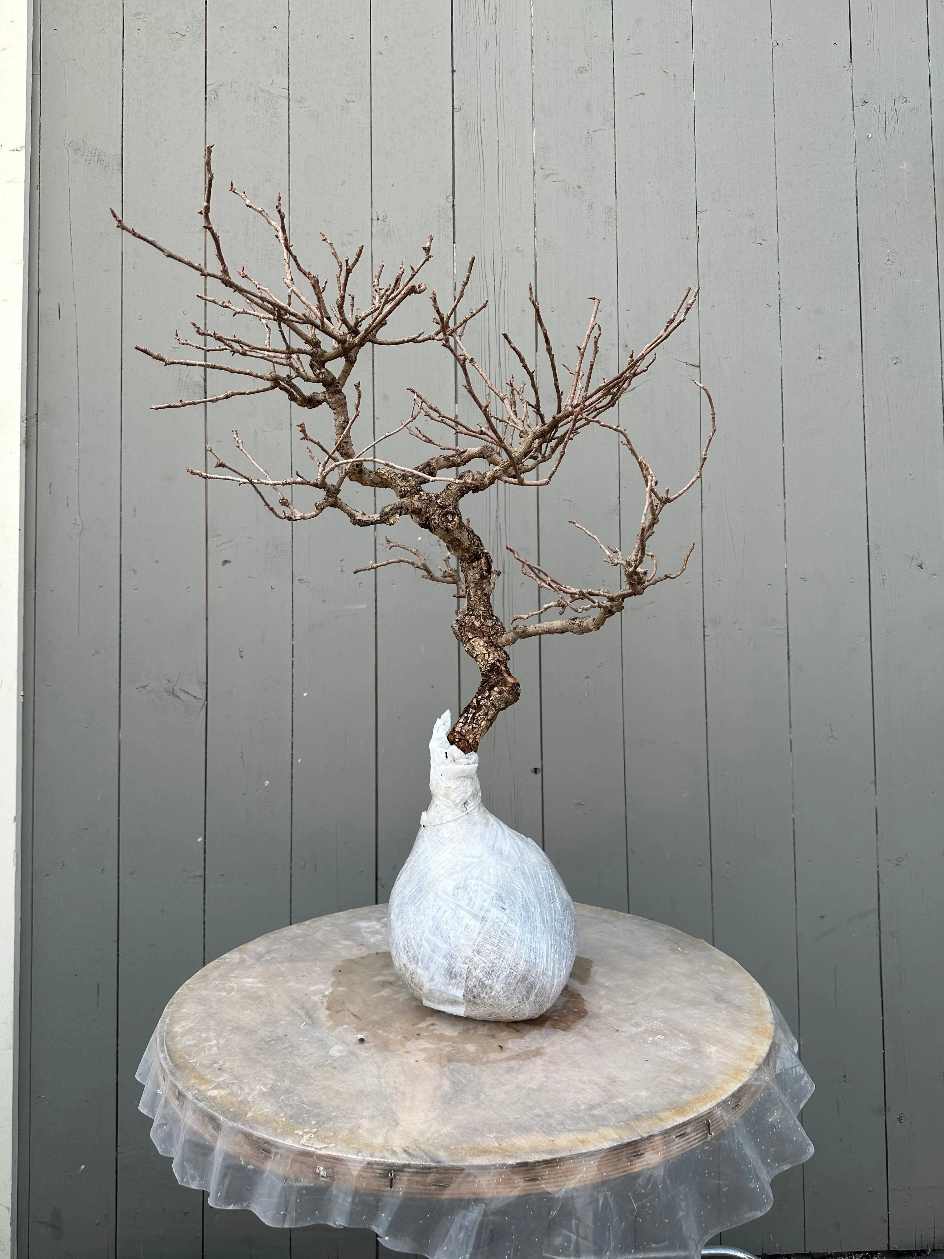 Kadsura #1 Canada Bonsai