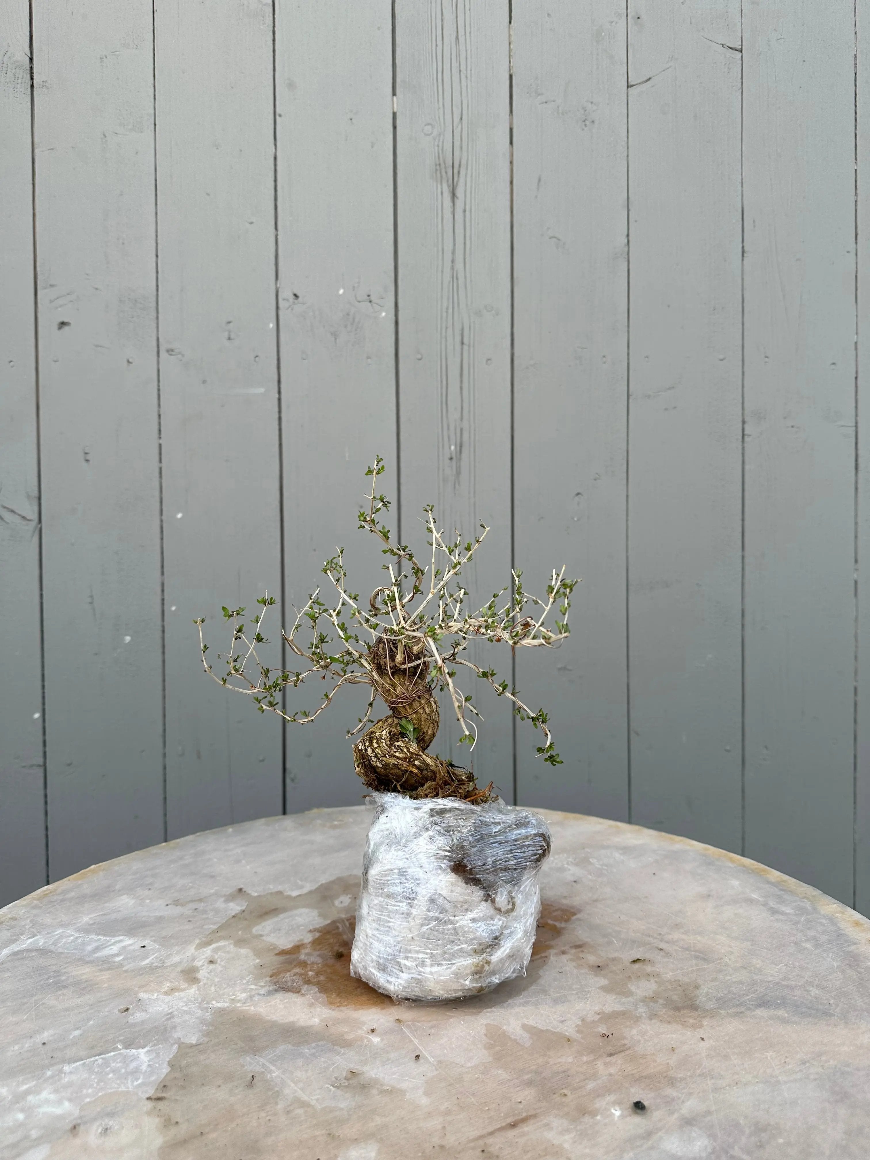 Lycium #1 Canada Bonsai