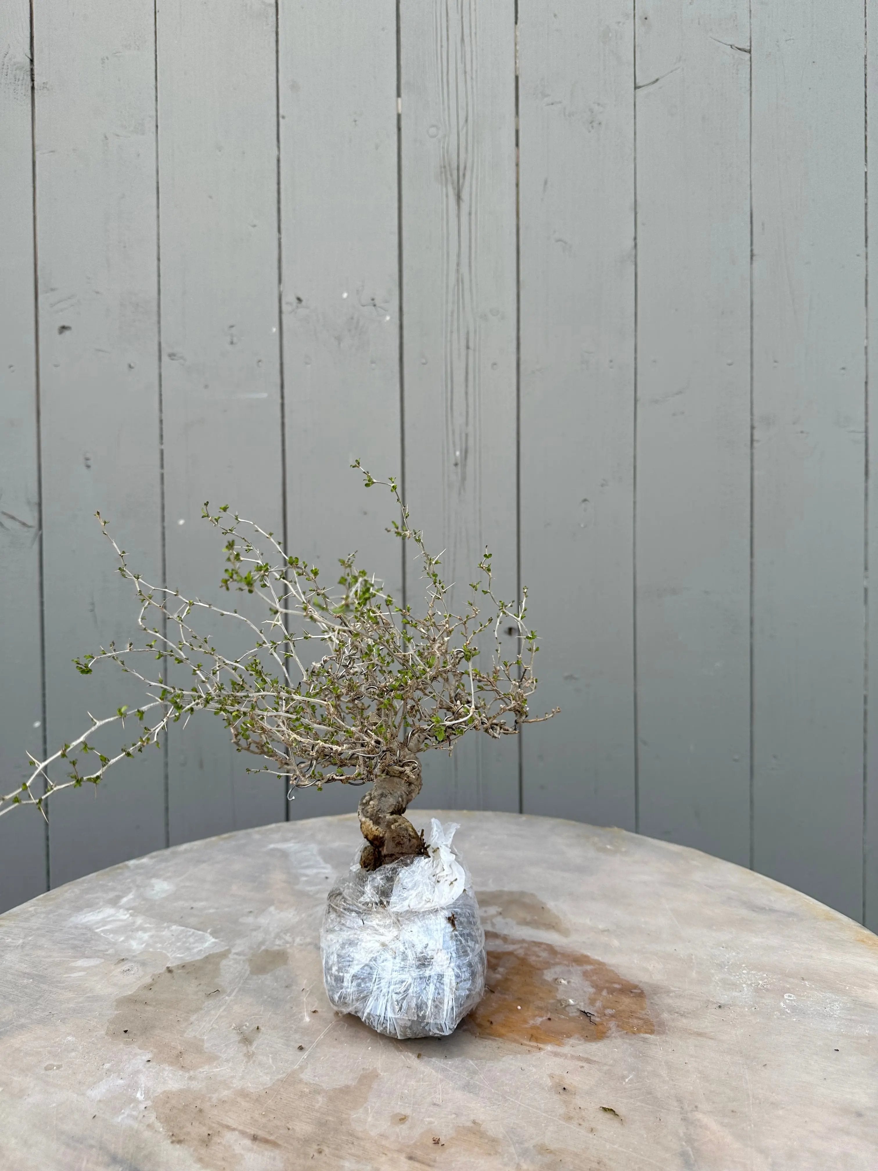 Lycium #2 Canada Bonsai