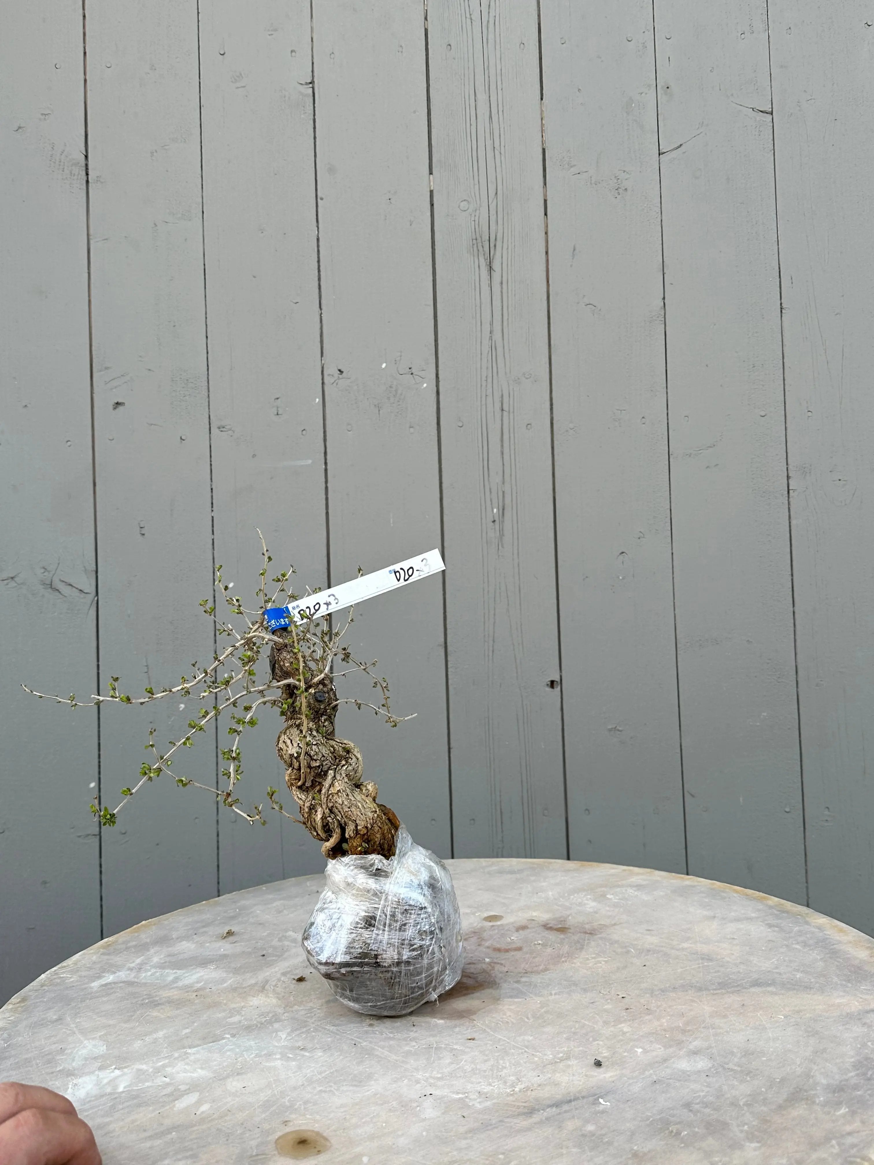 Lycium #3 Canada Bonsai