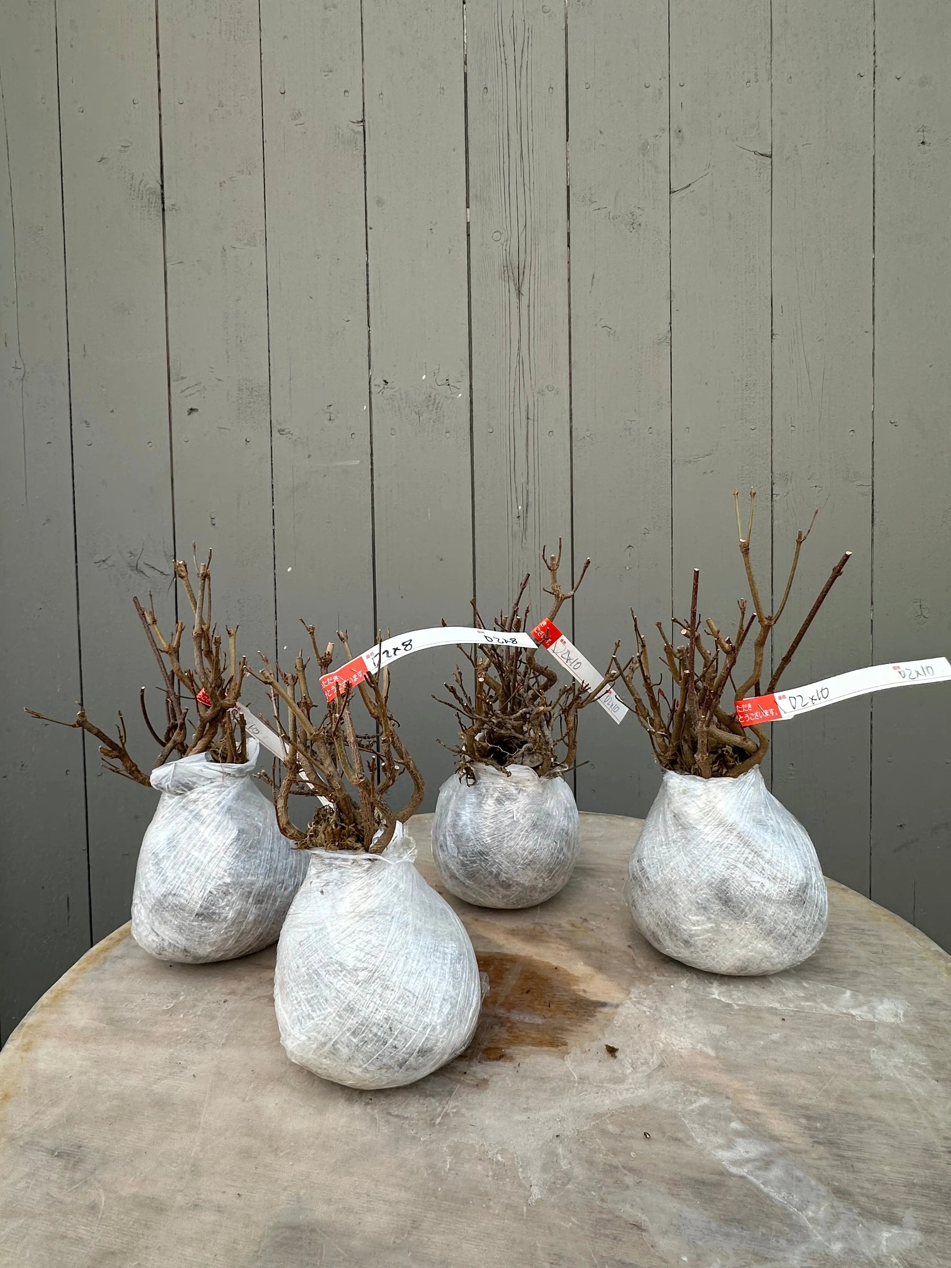 Acer buergerianum Canada Bonsai