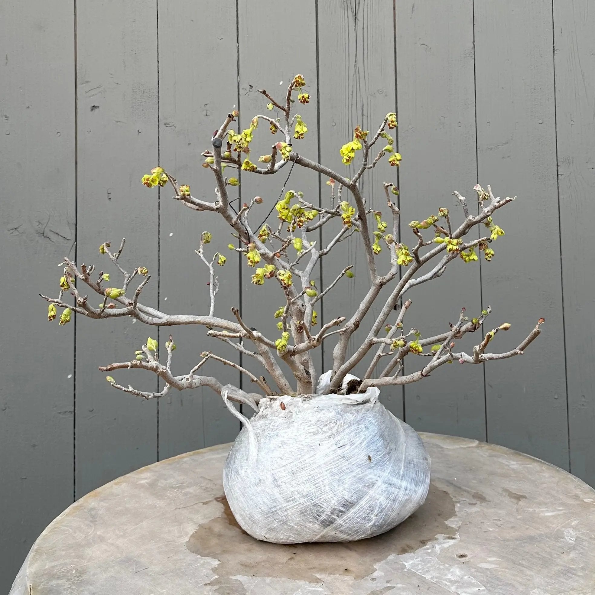 Corylopsis spicata Canada Bonsai