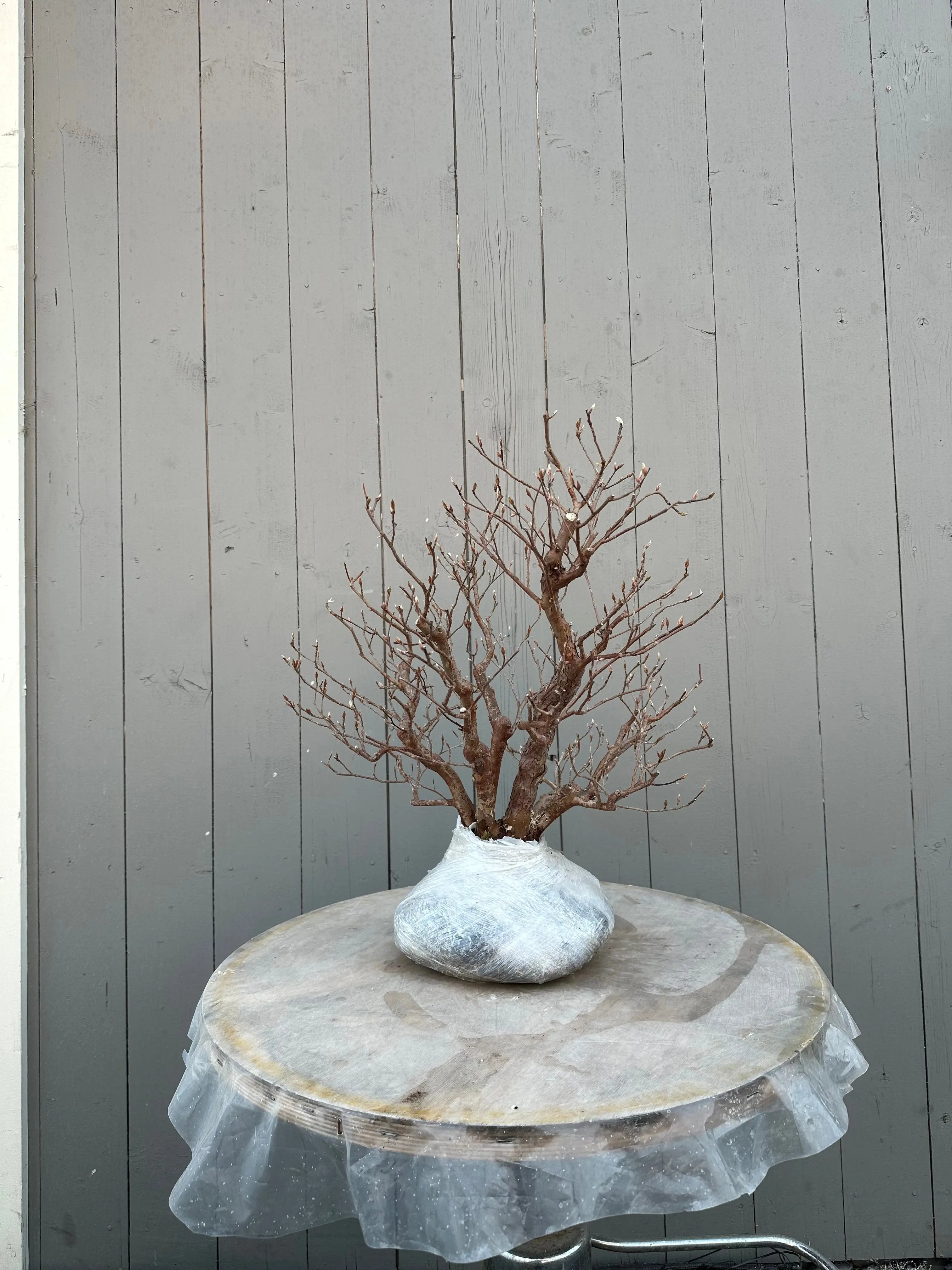 Stewartia monadelpha Canada Bonsai