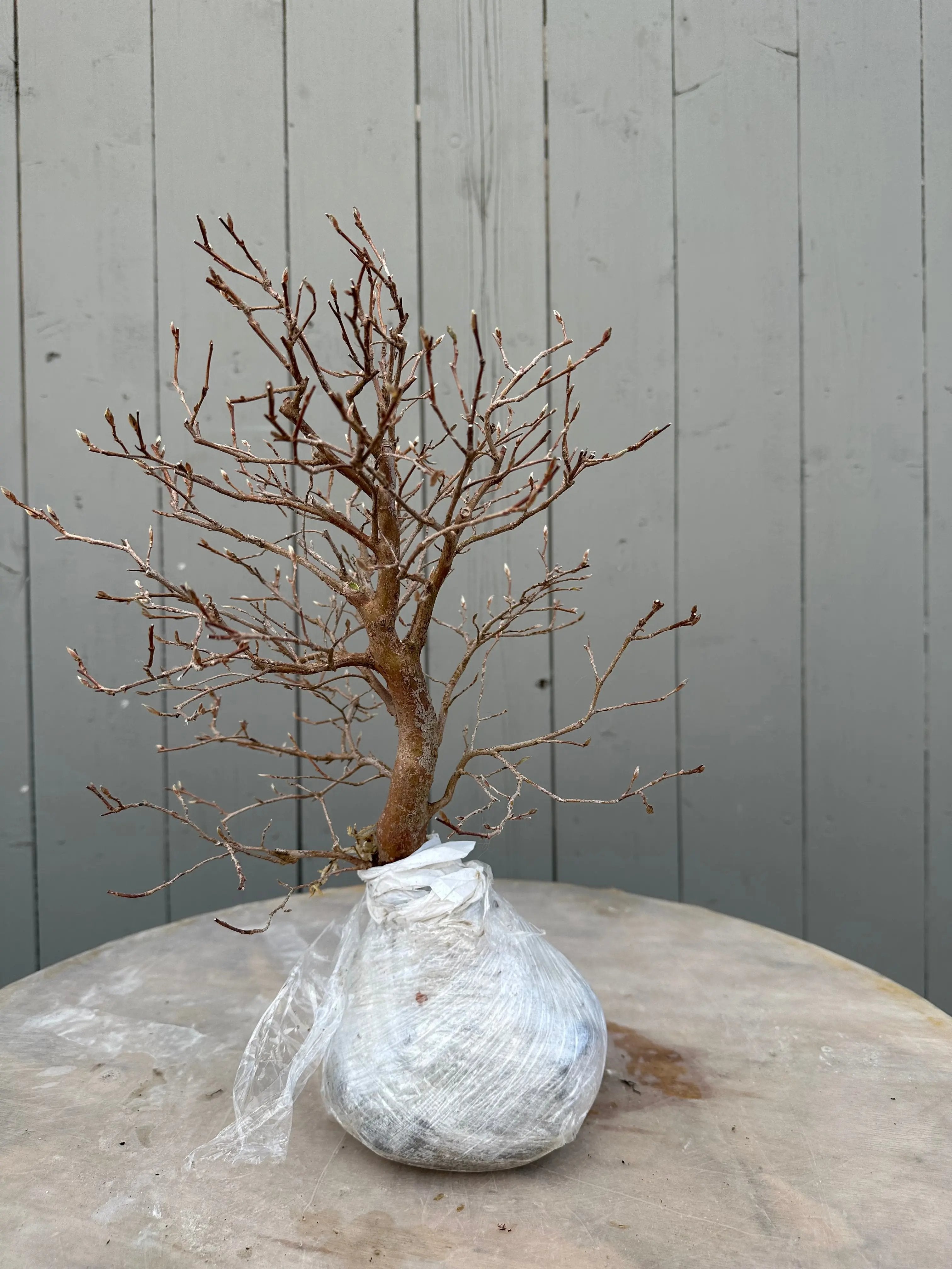 Stewartia #5 Canada Bonsai