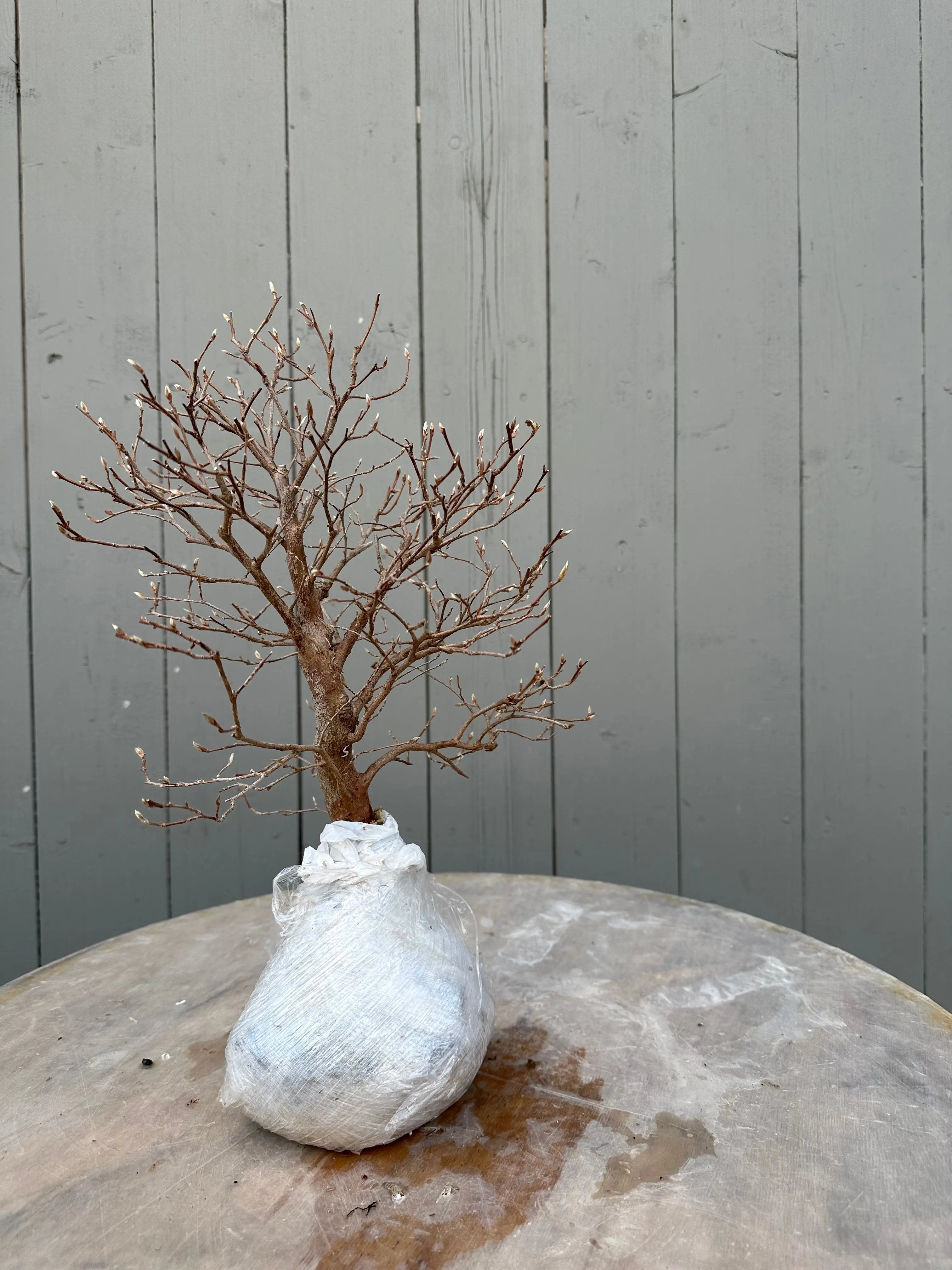 Stewartia #5 Canada Bonsai