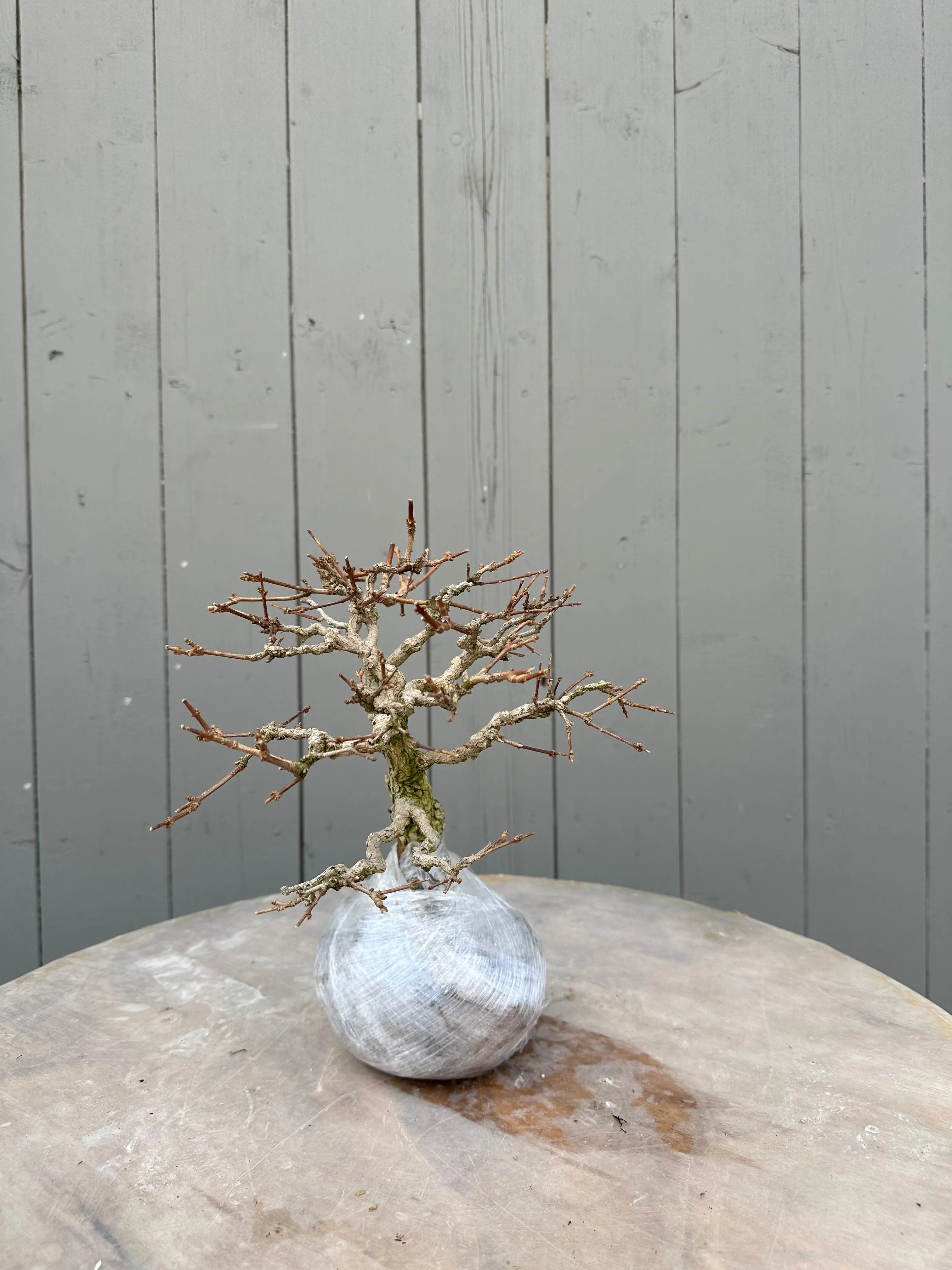 Premna japonica #4 Canada Bonsai