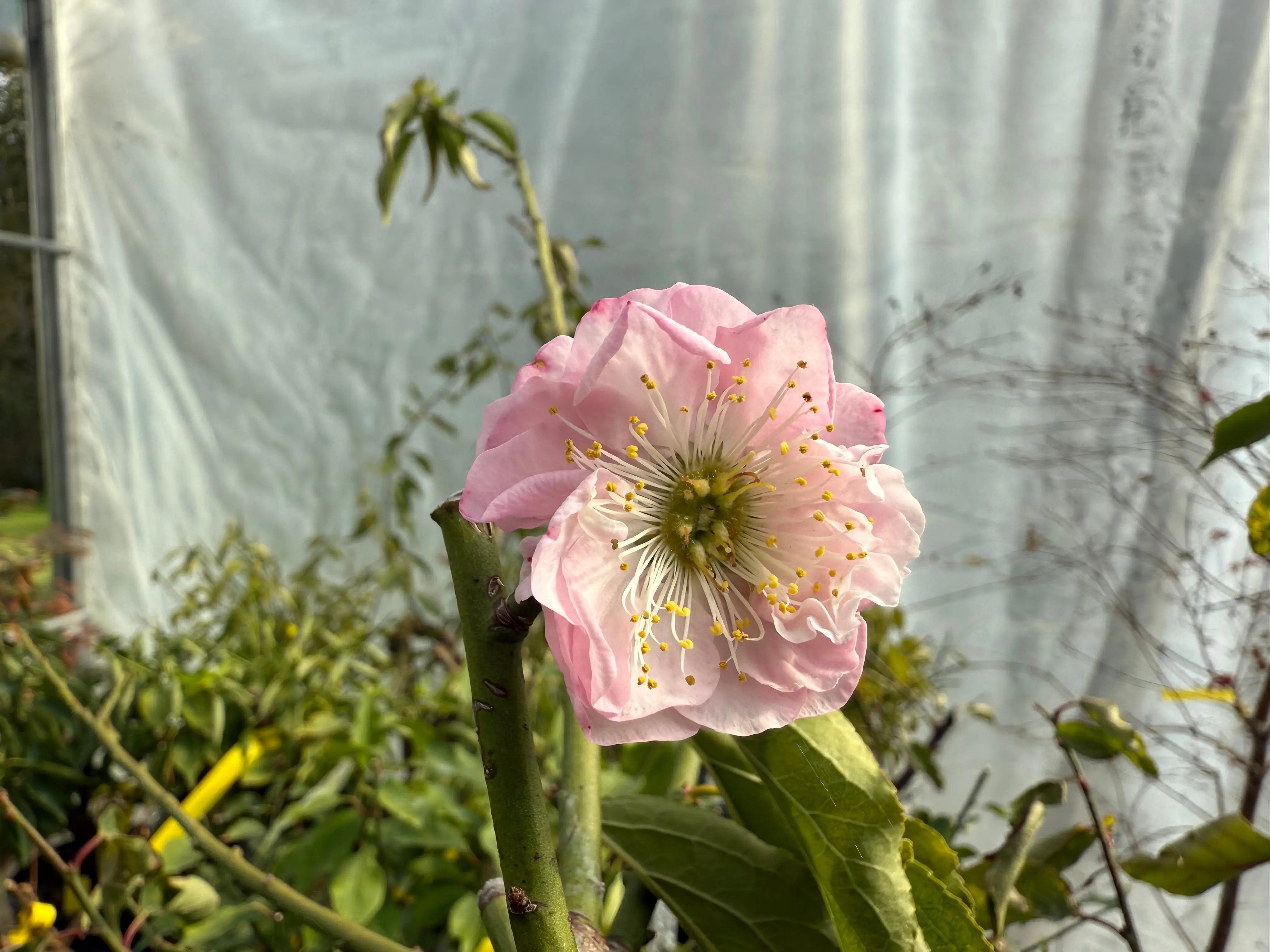 Prunus mume 'Dà gōngfěn' Canada Bonsai