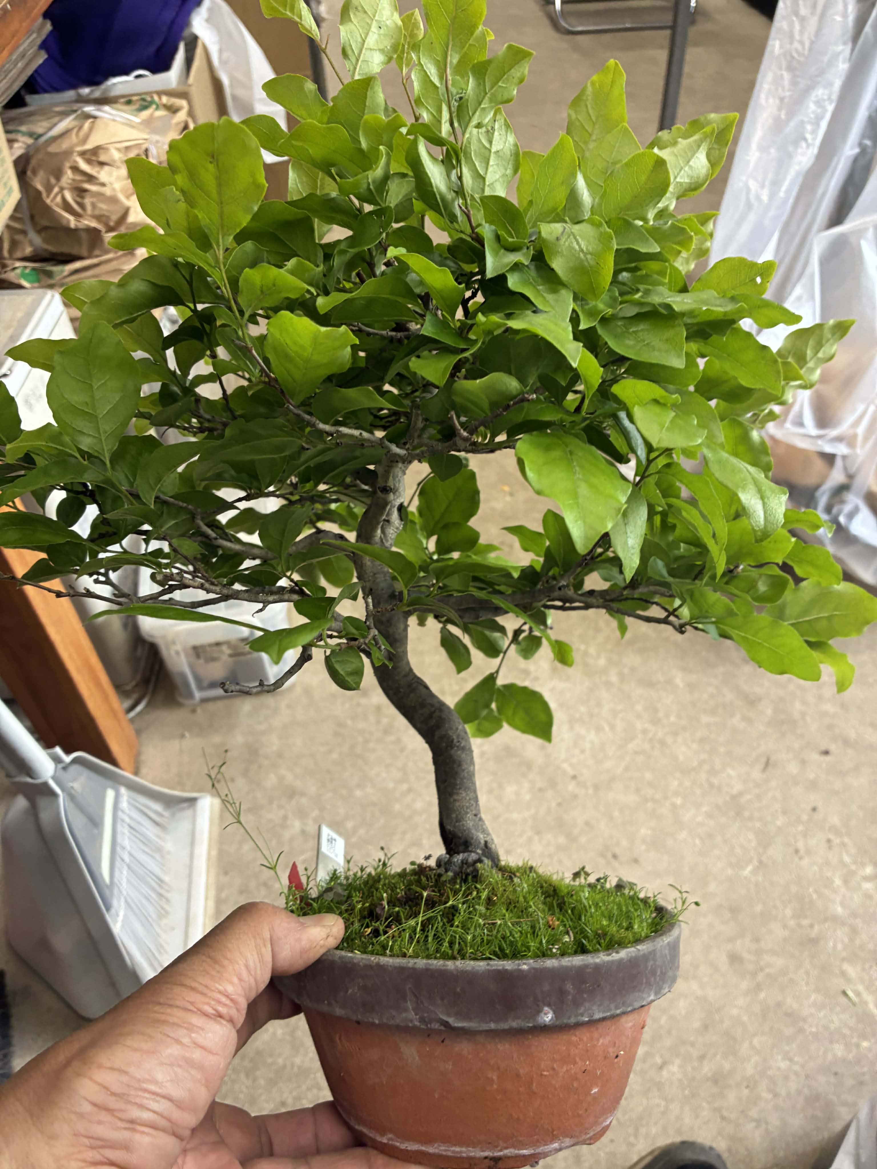 Diospyros (masculin)