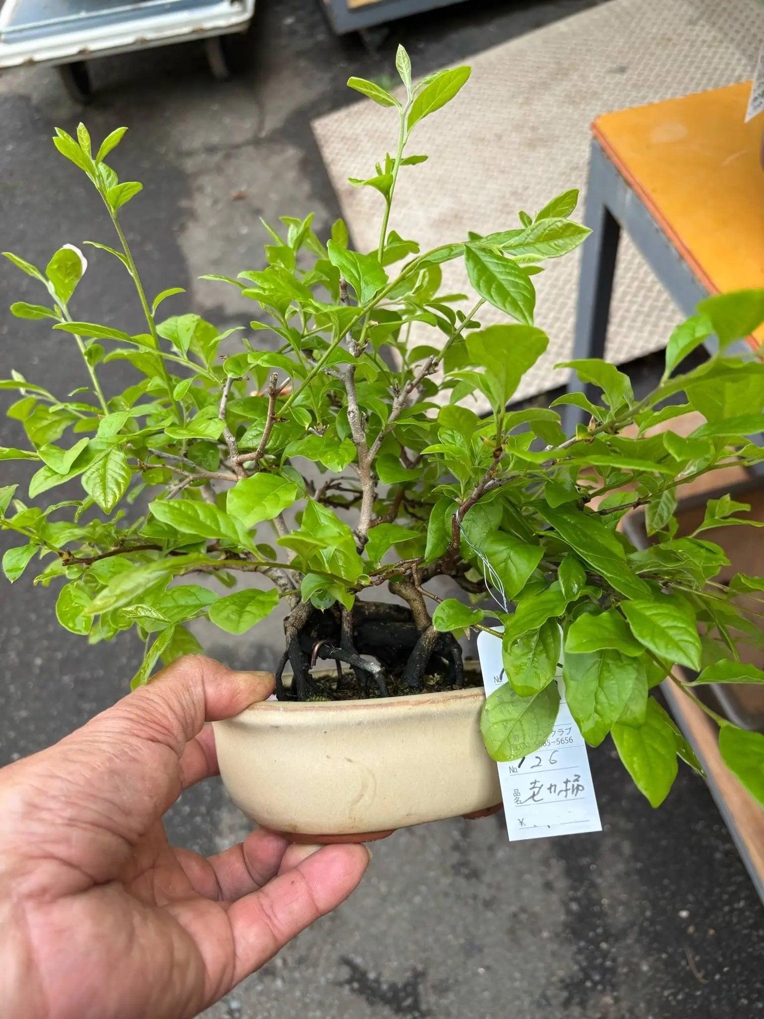 Diospyros rhombifolia Canada Bonsai