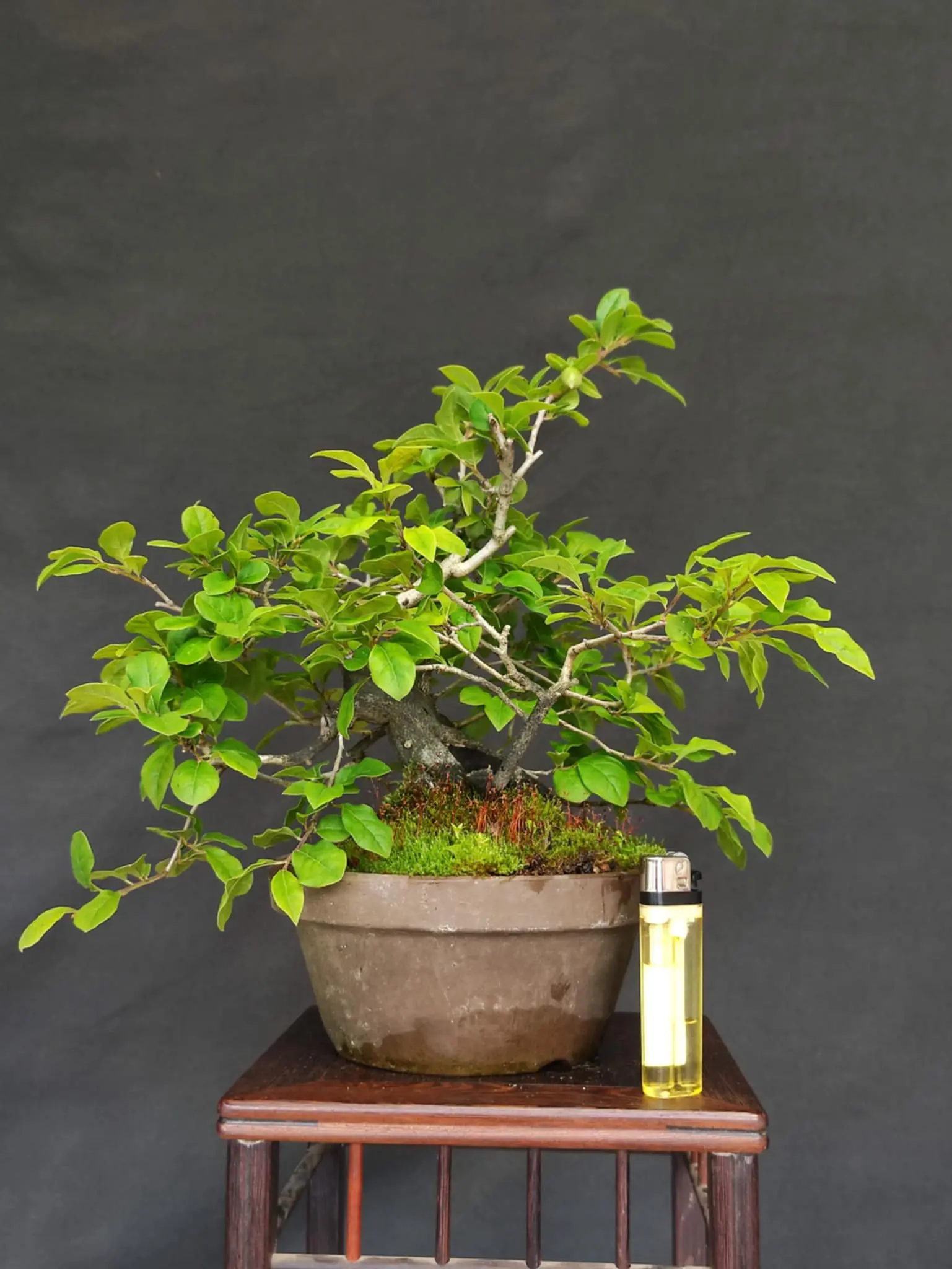 Diospyros rhombifolia Canada Bonsai