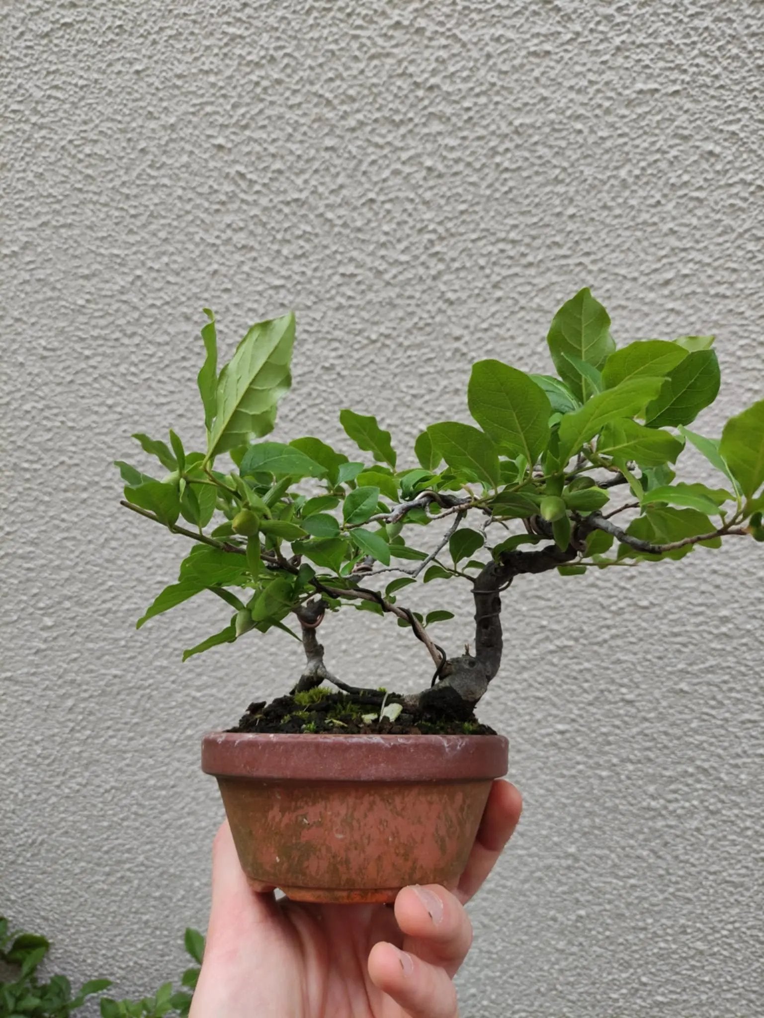 Diospyros rhombifolia Canada Bonsai