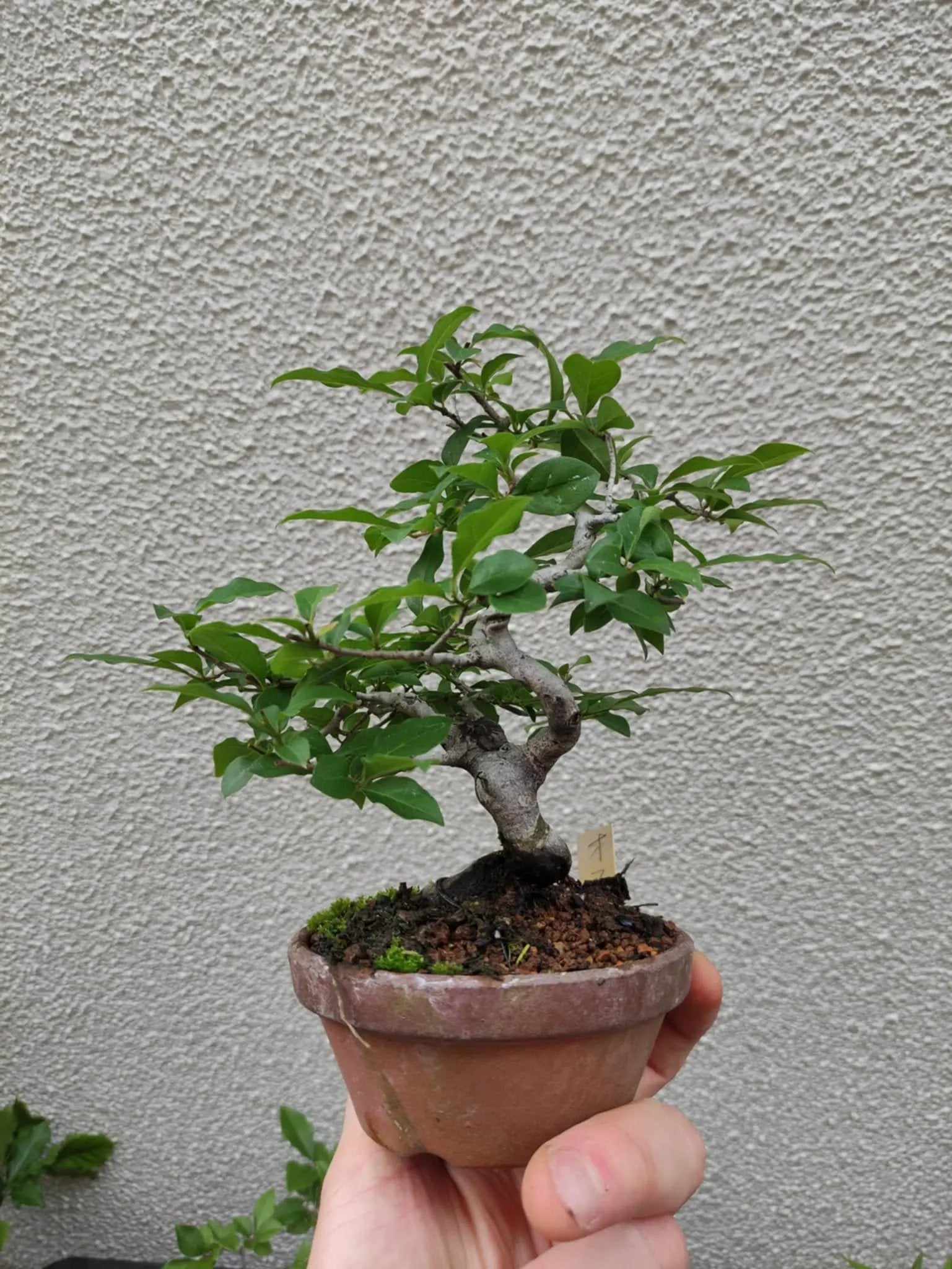 Diospyros rhombifolia (male) Canada Bonsai