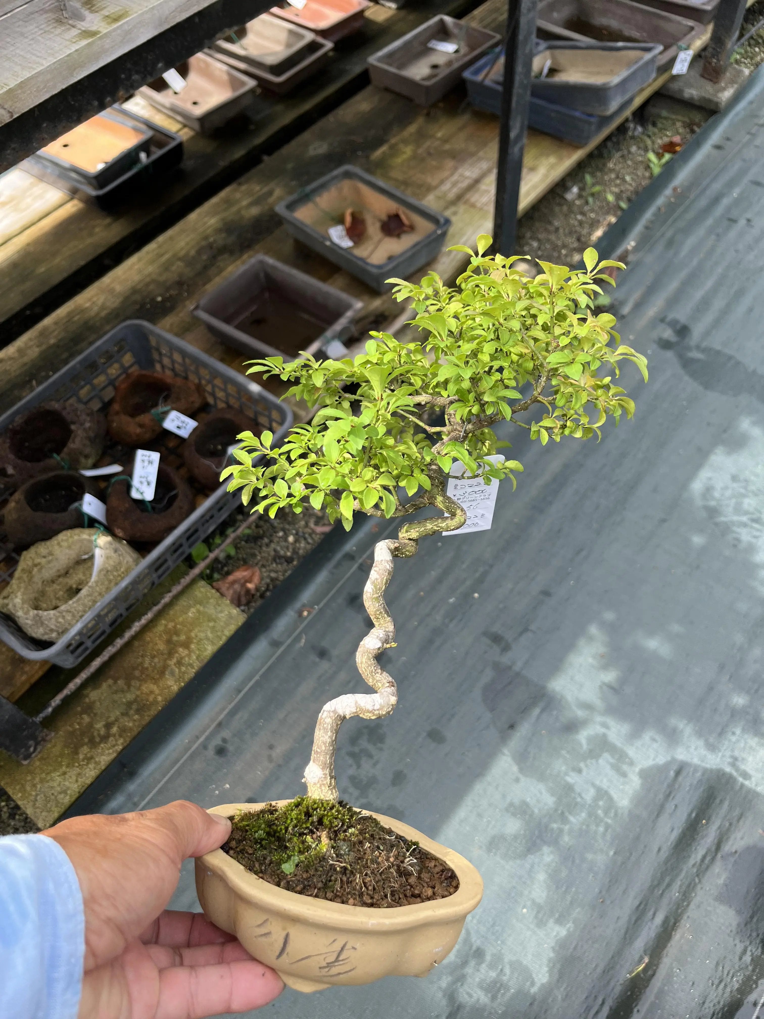 Euonymus Canada Bonsai