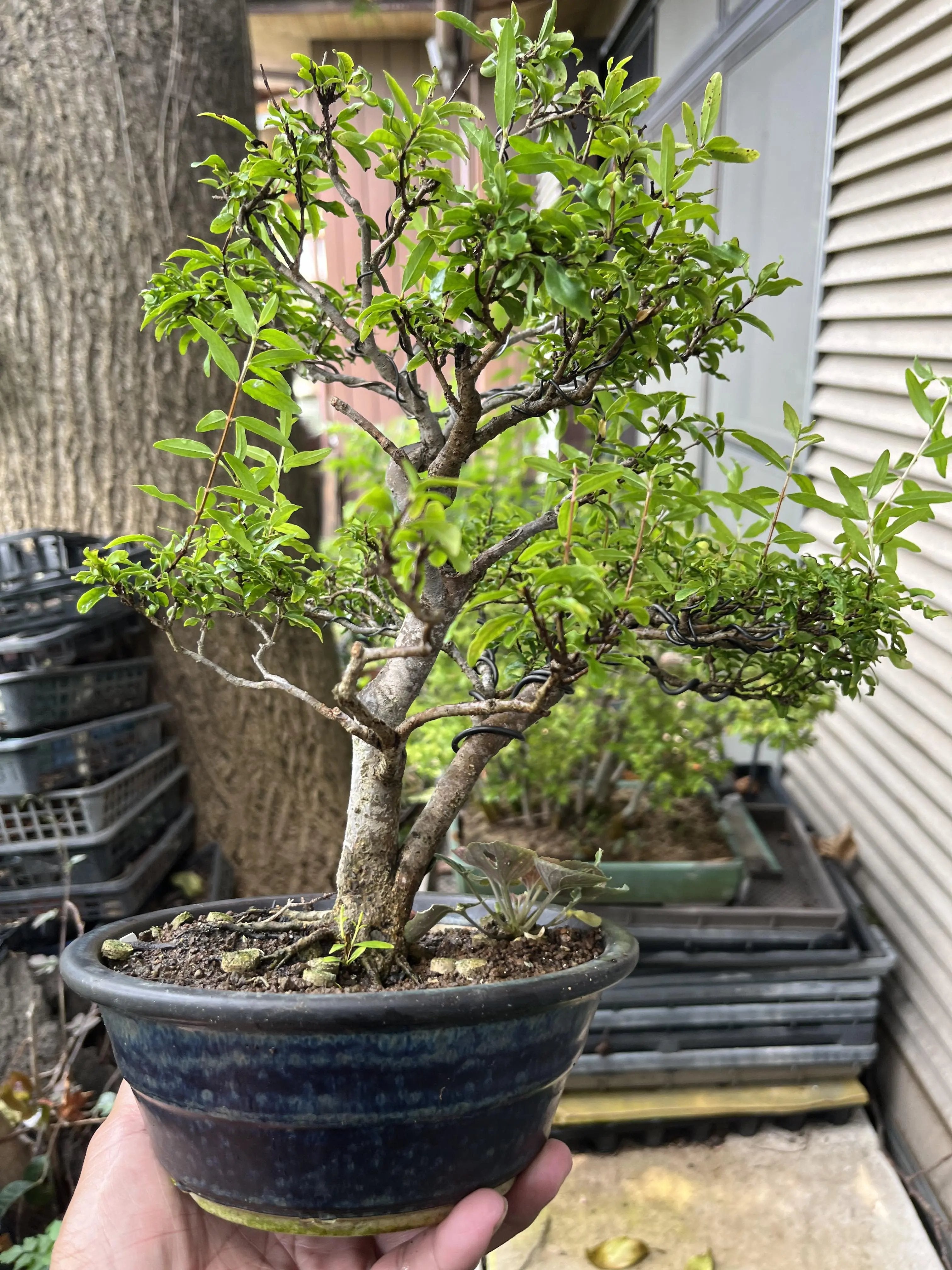 Euonymus Canada Bonsai