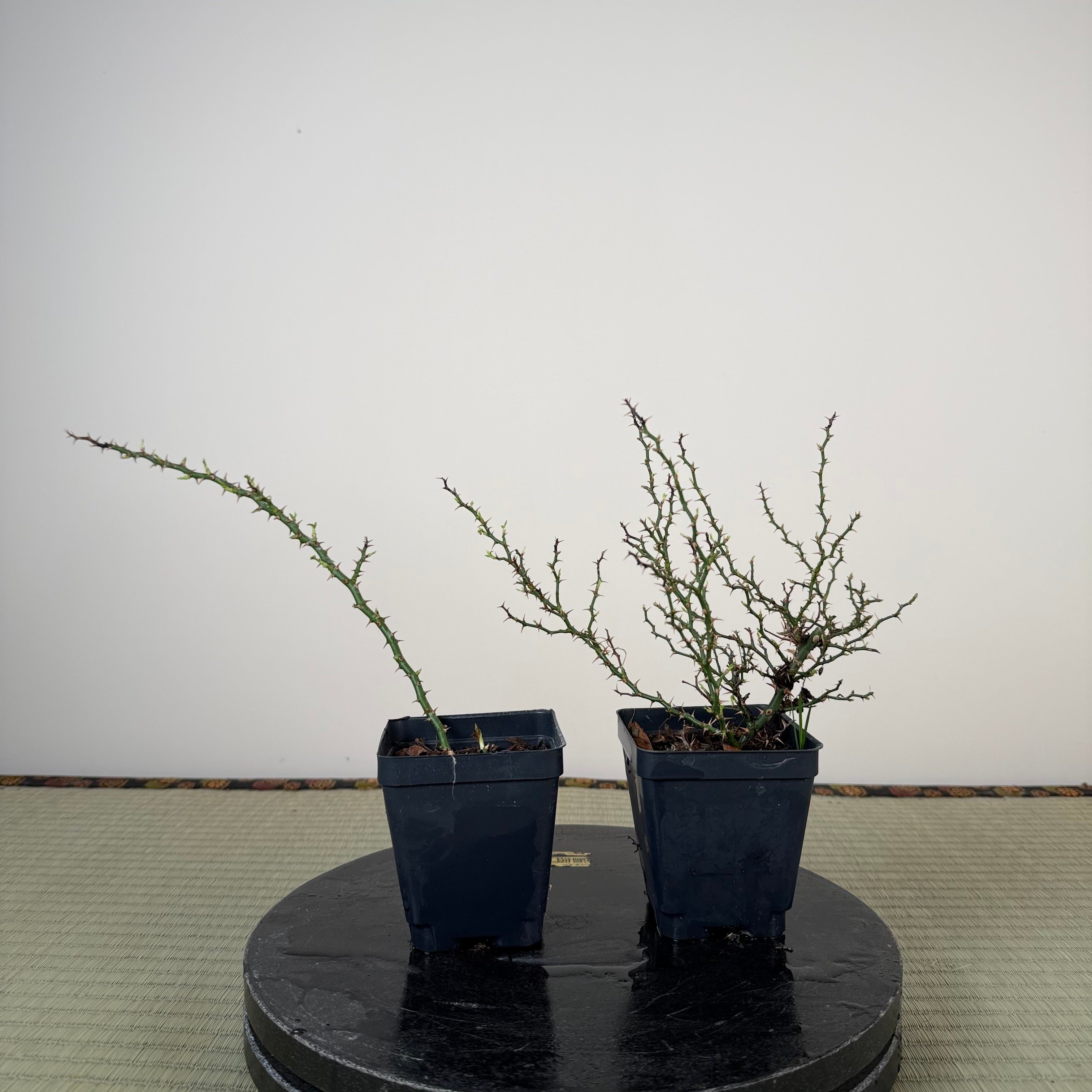 Rosa (white/pink) (small)